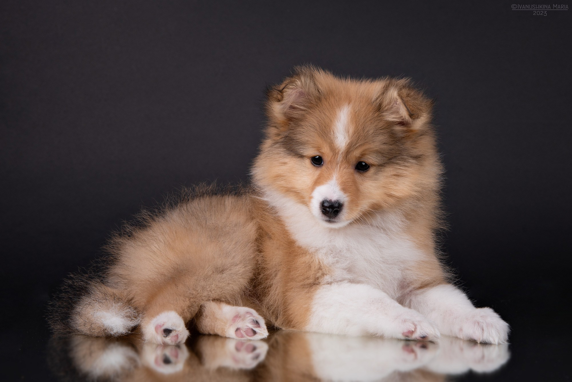 Фотосессия щенков на фонах. Фотограф собак в Москве и Московской области Иванушкина Мария