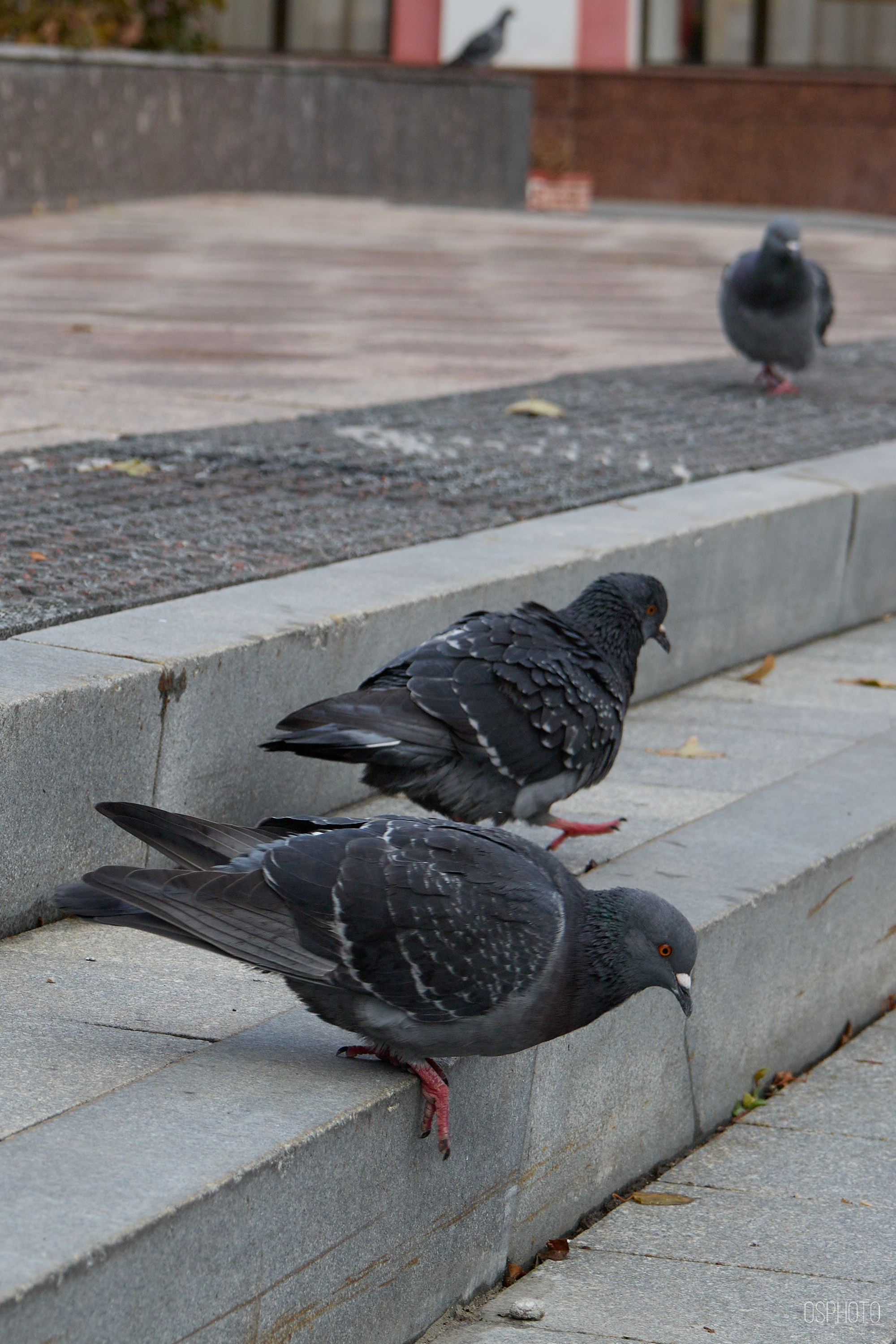 Нижний Новгород. Фотографъ Сергѣевъ. Поймать мгновеніе