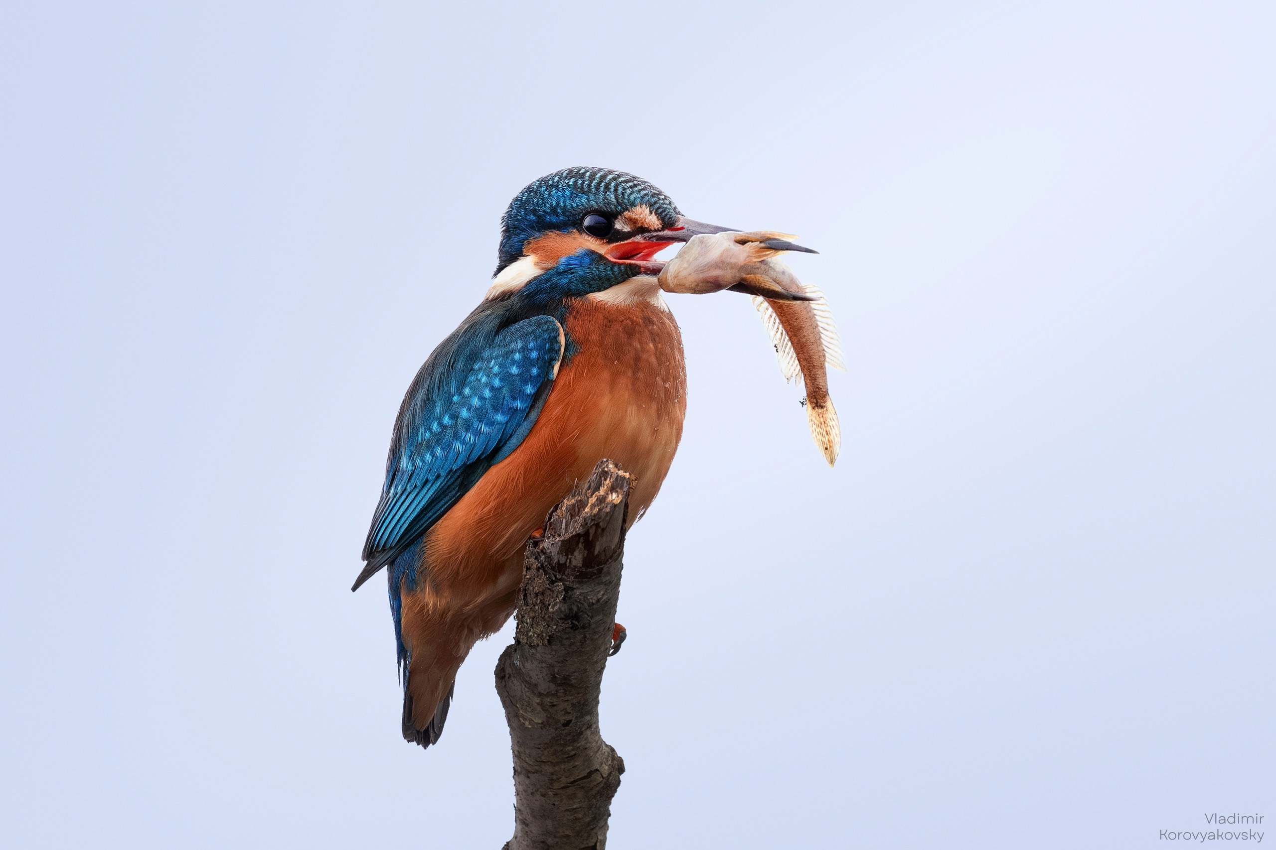 Животные. Фотограф Владимир Коровяковский