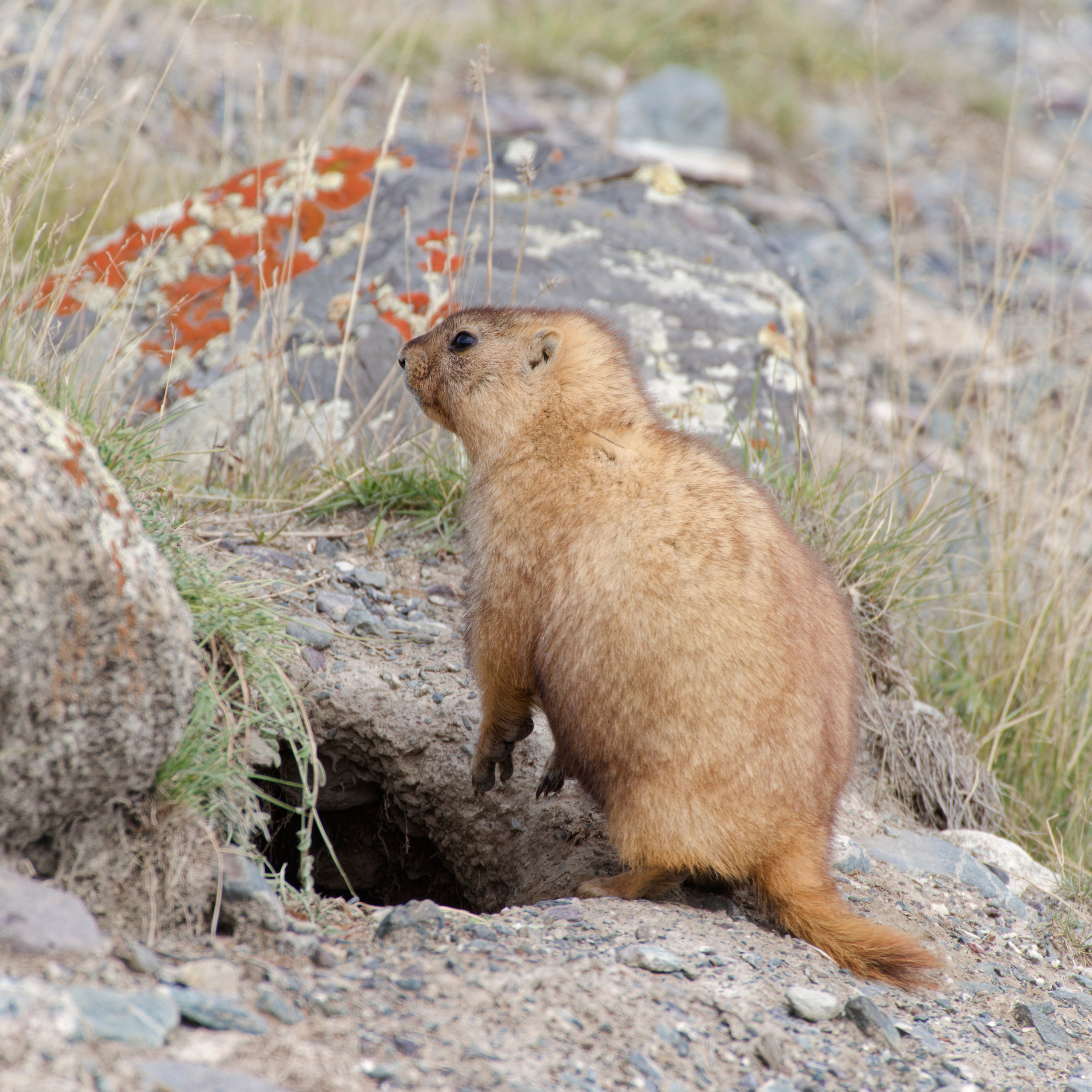 Путешествие по южному Алтаю. Семоха Валерий. Фотограф