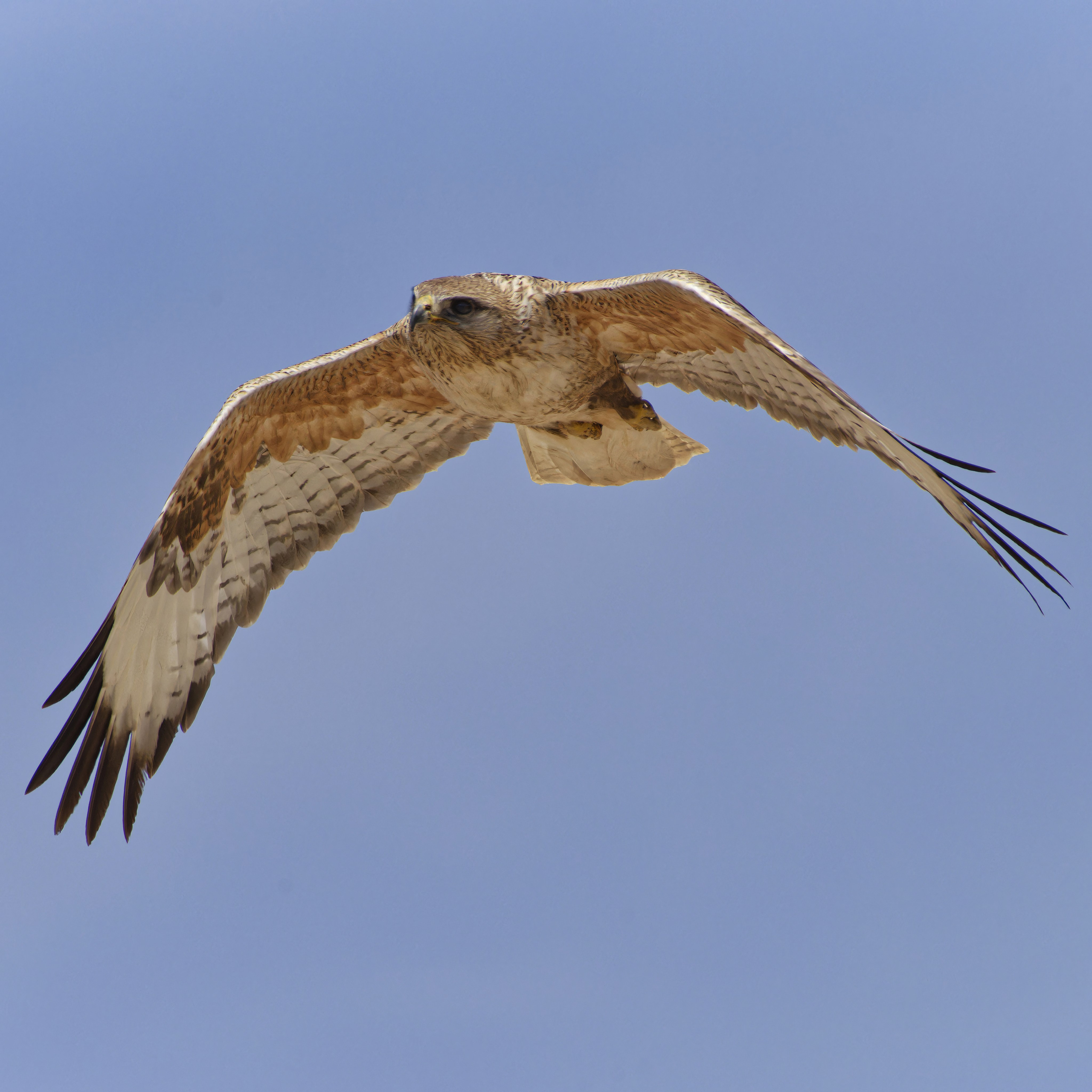 Экспедиция в Монголию (котловина больших озер). Семоха Валерий. Фотограф