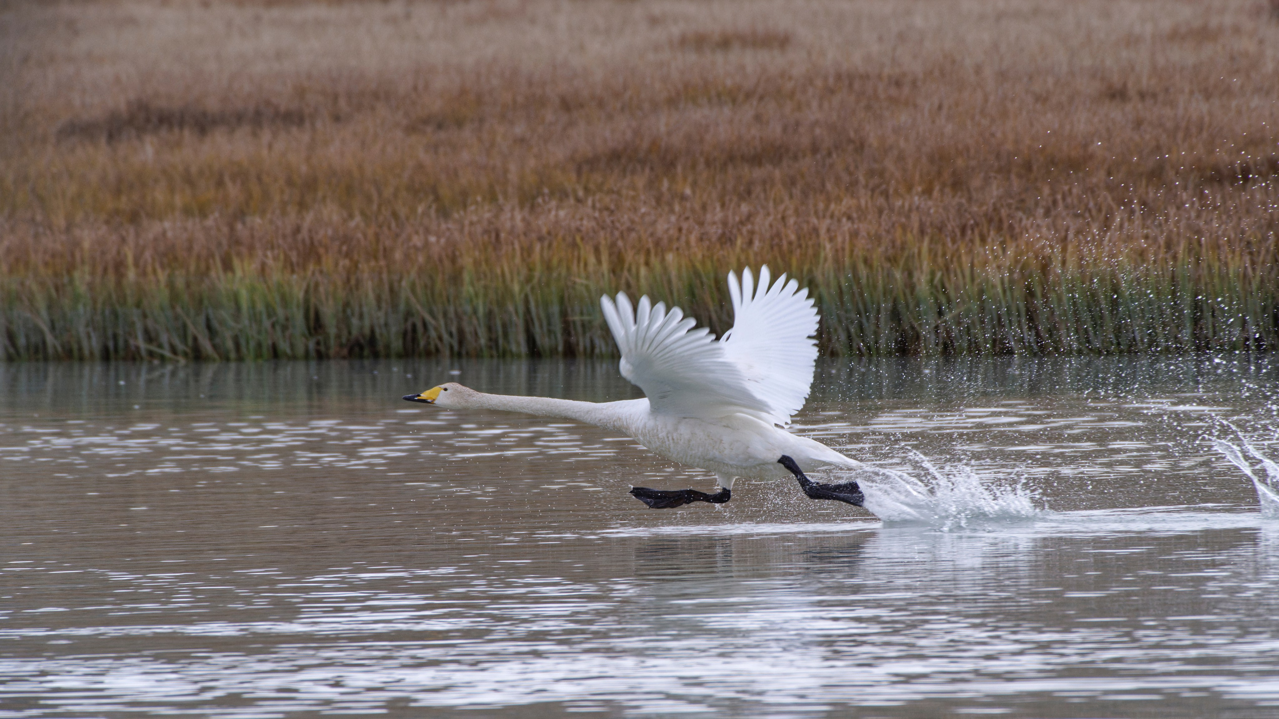 Путешествие по южному Алтаю. Семоха Валерий. Фотограф