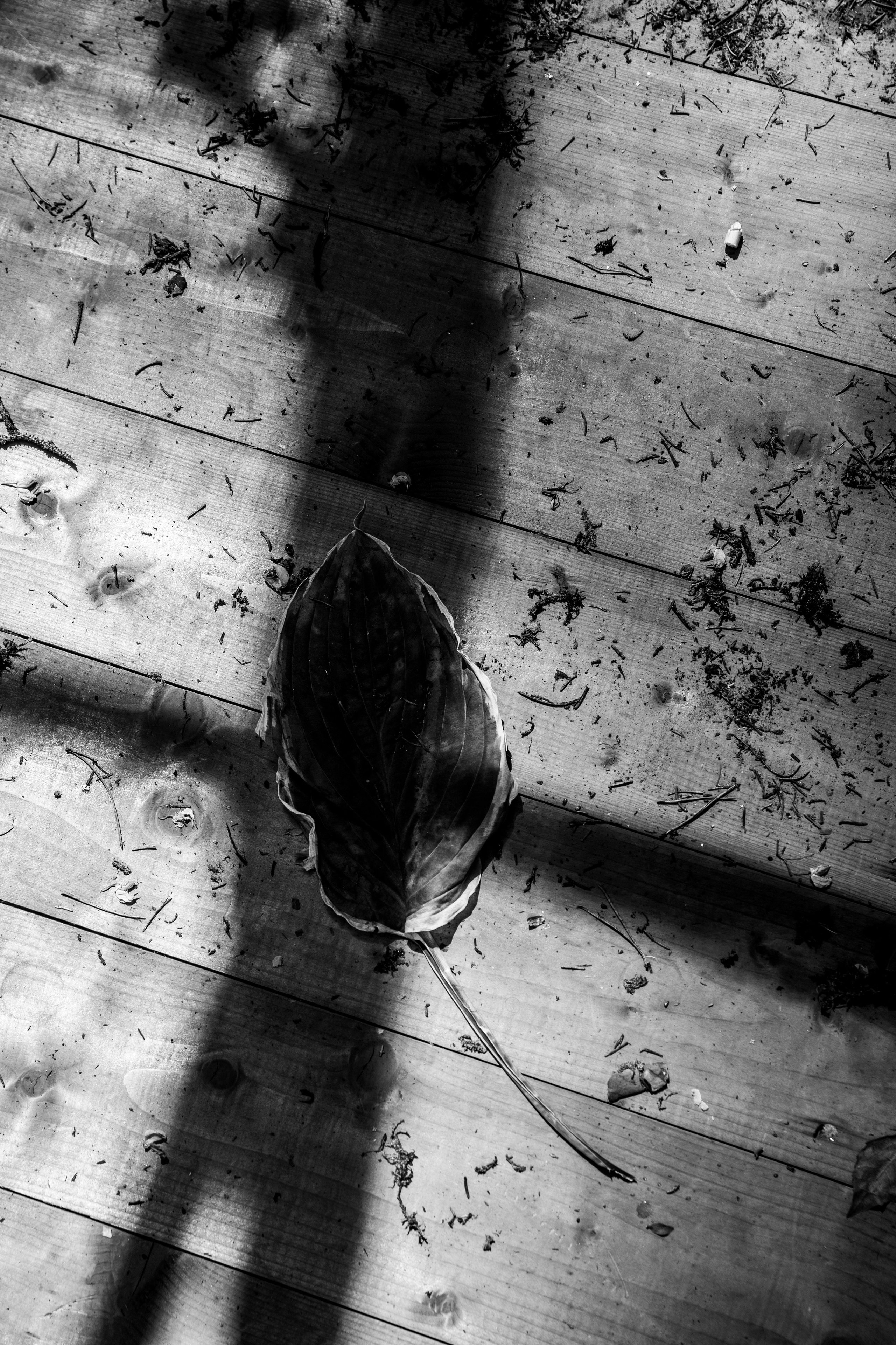 Свадьба в оранжерее