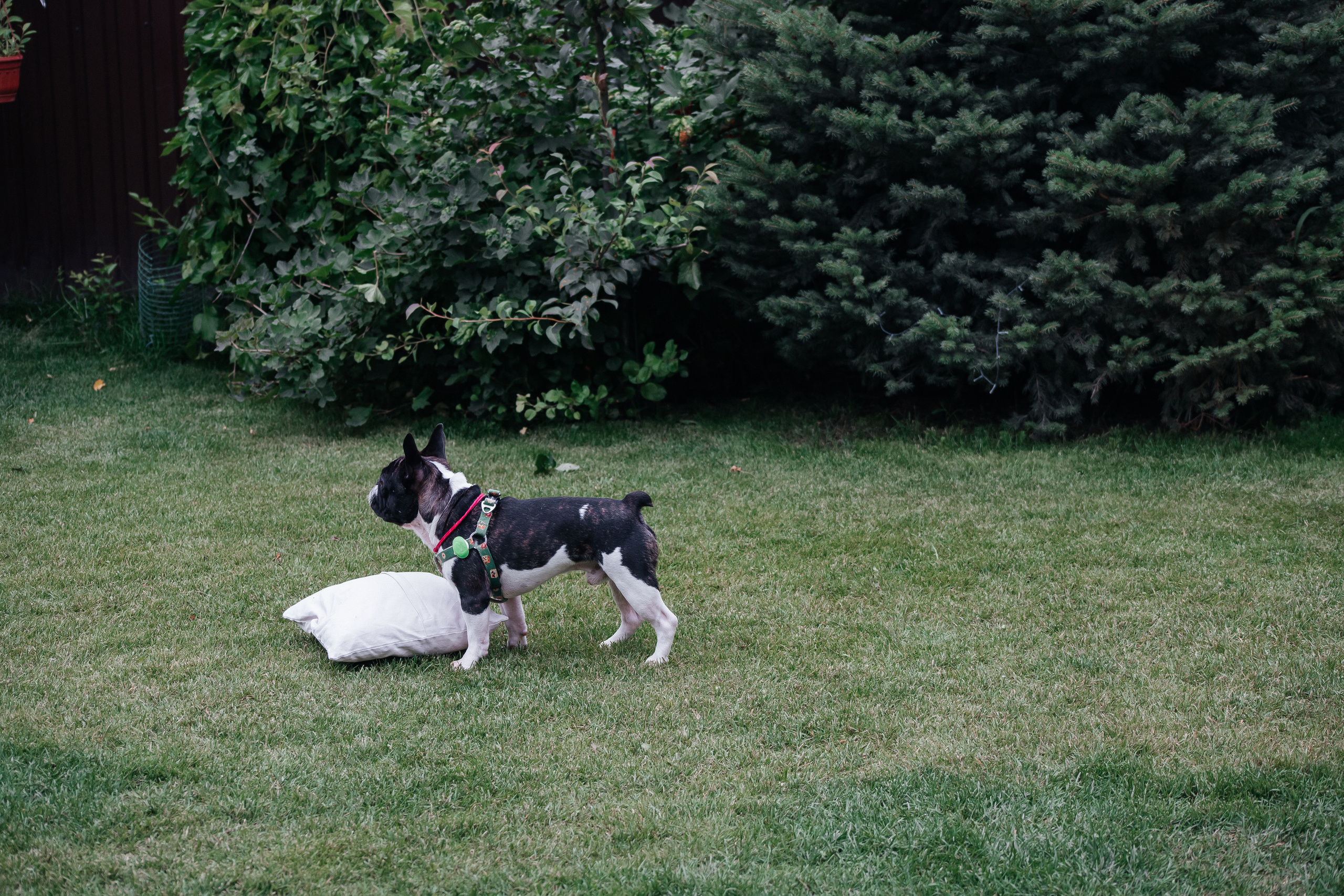 День рождения фотосессия на природе в стиле бохо. Свадебный фотограф в Москве Элина Ларченкова. Фото, которые цепляют