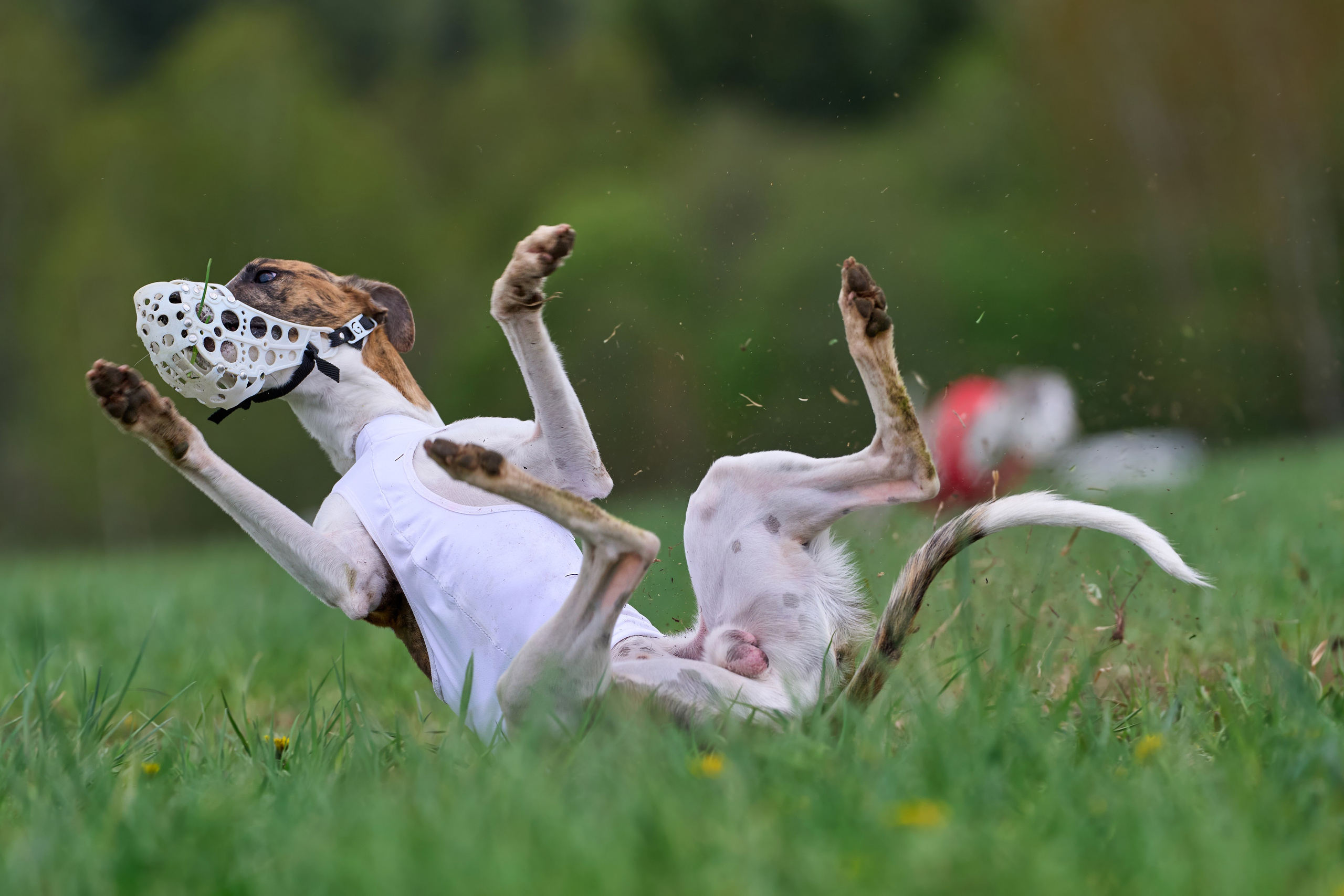 ПЧРКФ по курсингу. Фотограф-анималист Михаил Манухин