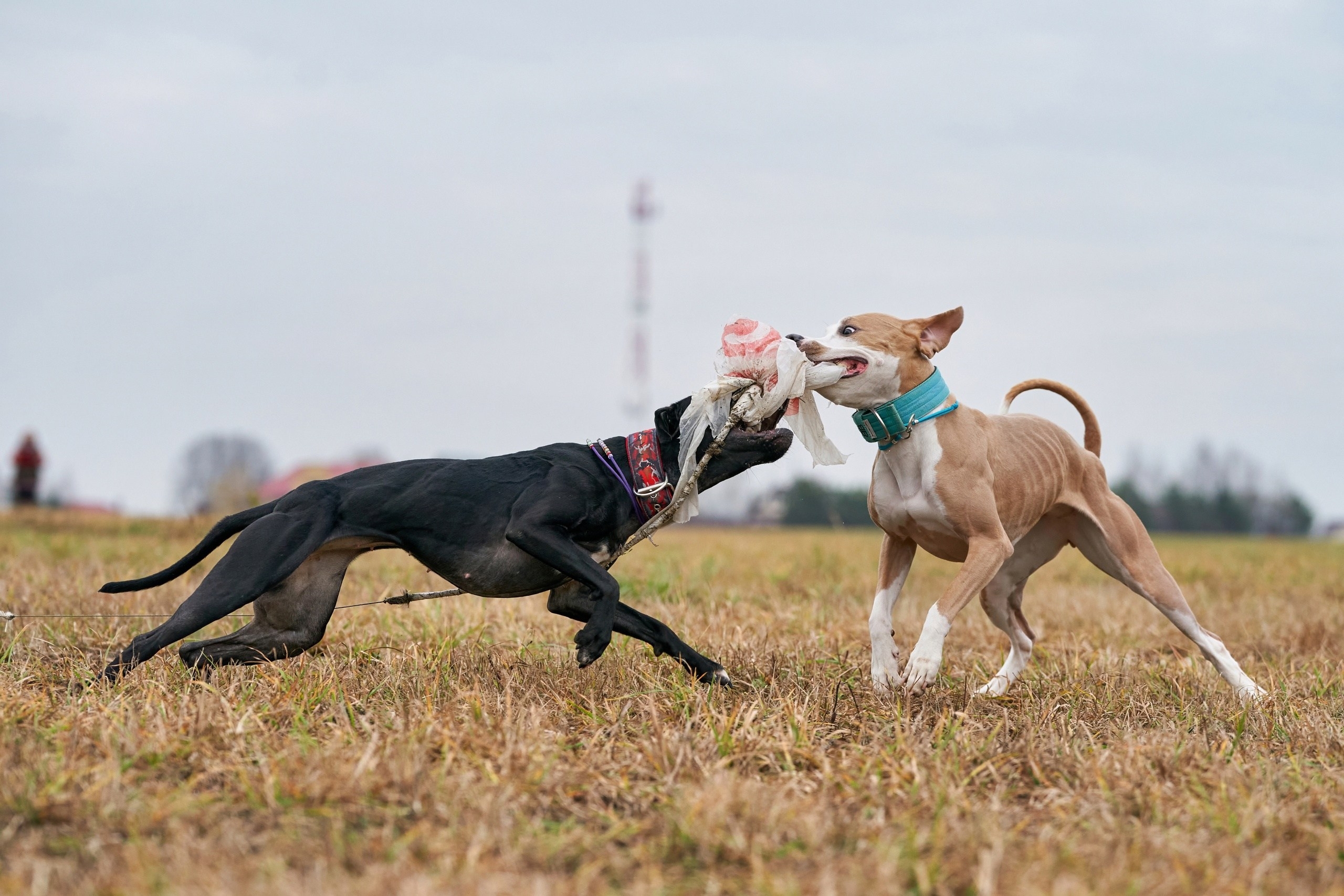 Состязания свор «Тройки». Фотограф-анималист Михаил Манухин