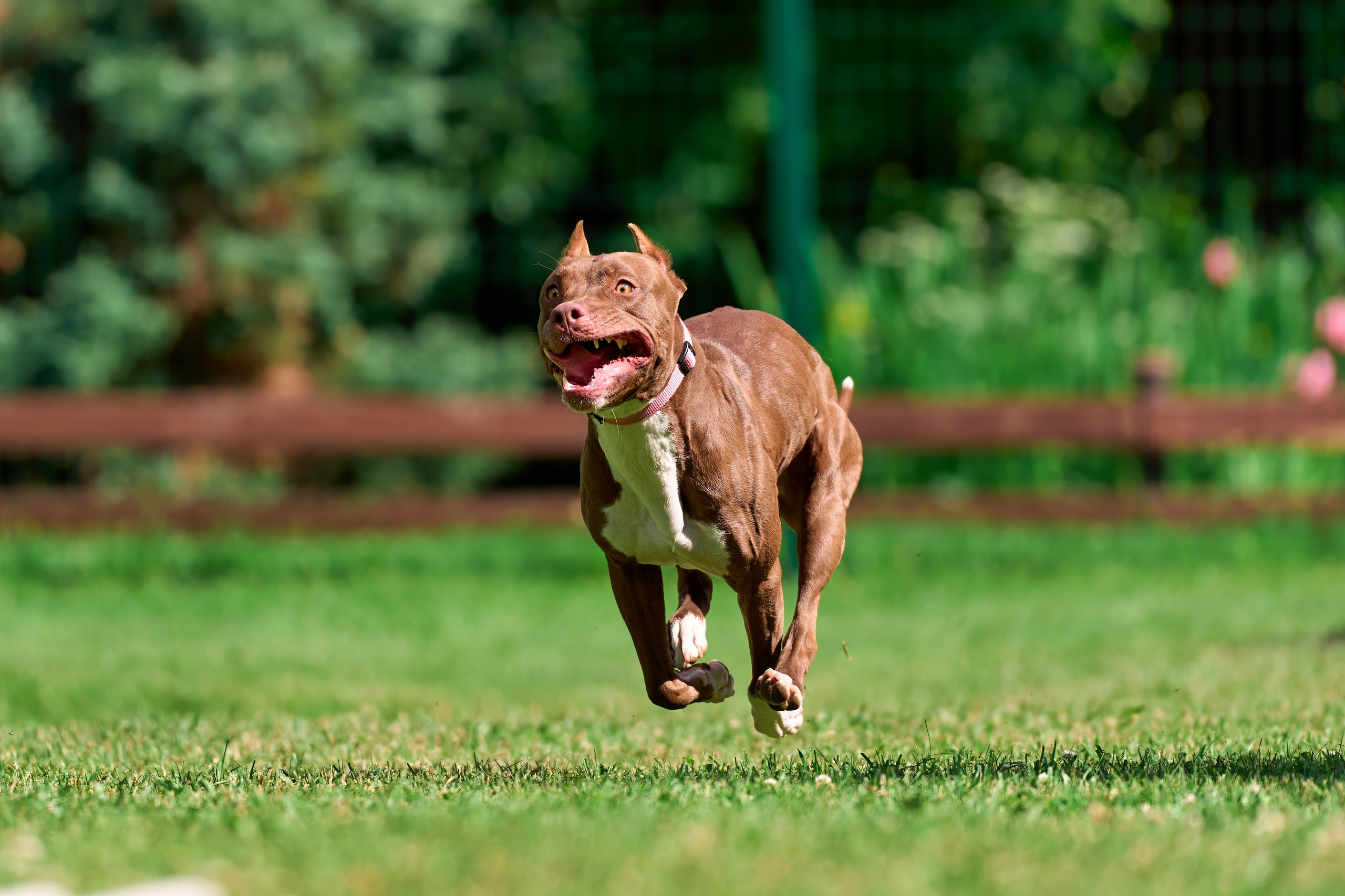 Двухдневные соревнования «Jump'n'Gym Fest — 2024». Фотограф-анималист Михаил Манухин