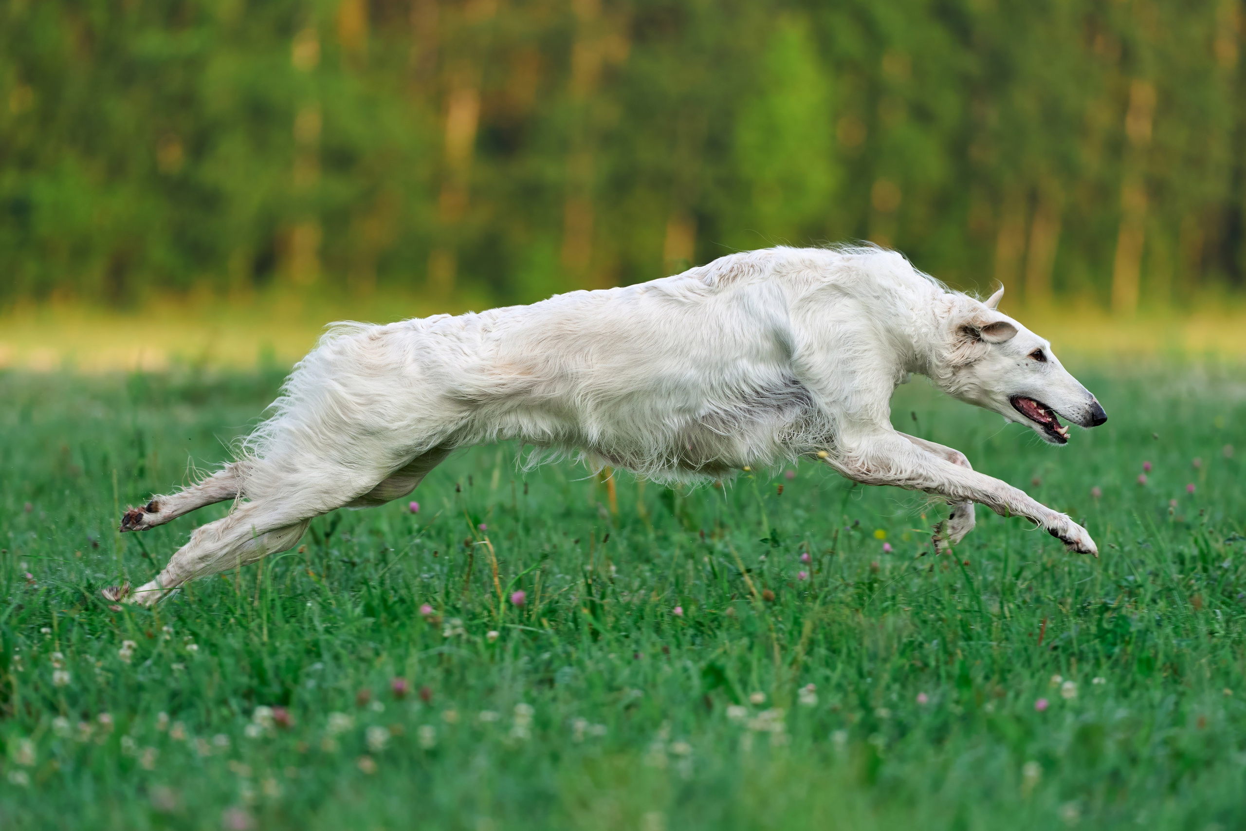 Тренировка по курсингу Донино. Фотограф-анималист Михаил Манухин