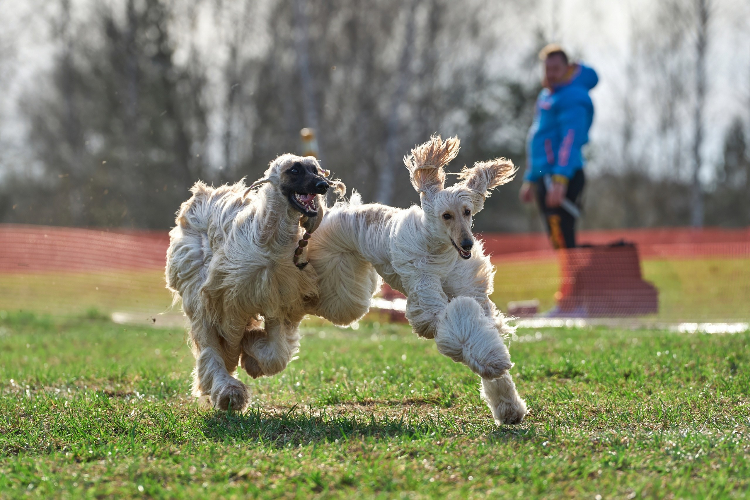 Квалификация по рейсингу. Фотограф-анималист Михаил Манухин