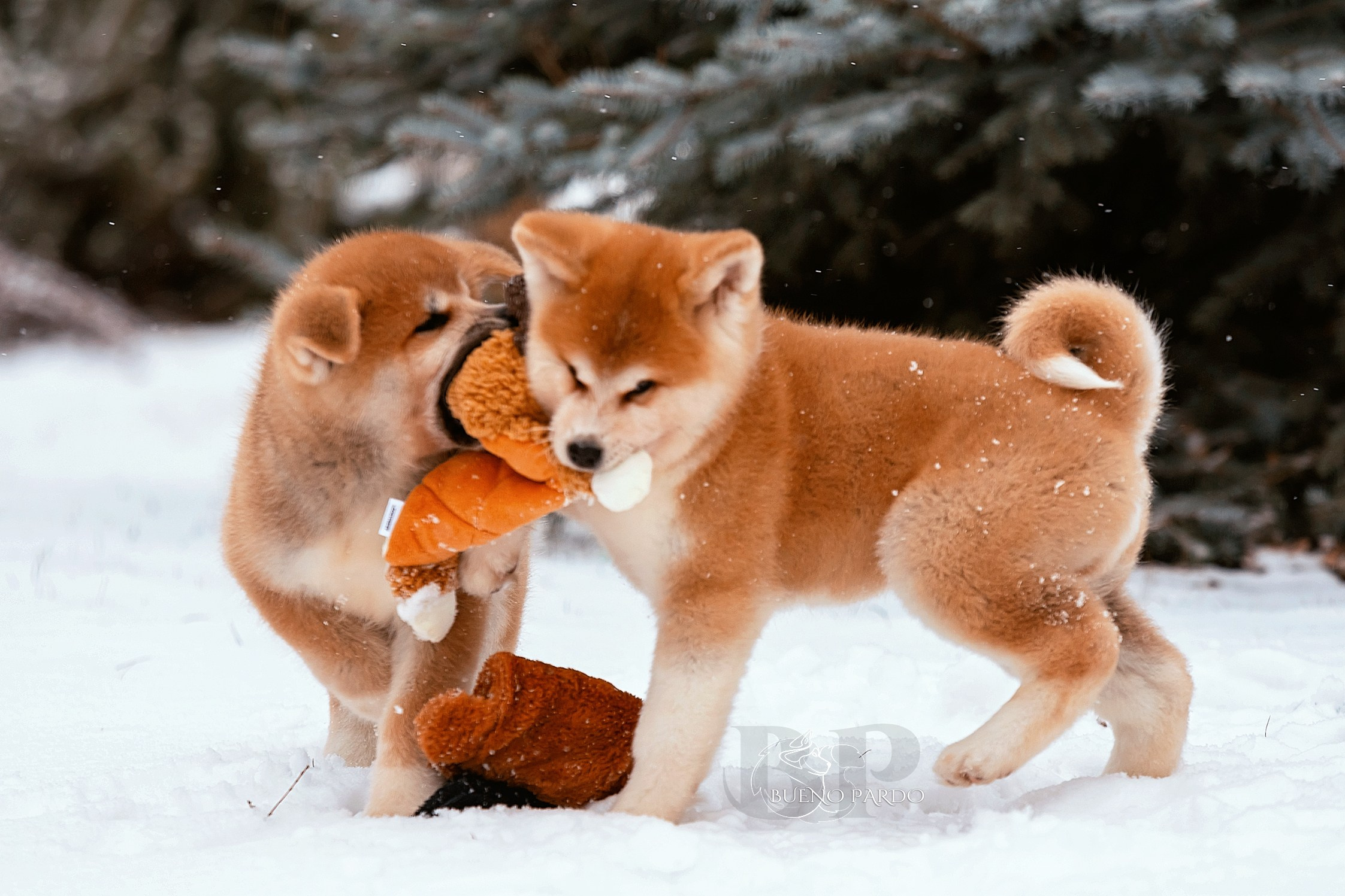 Щенки японской акита ину из питомника. Питомник собак Акита, Хаски, Корги