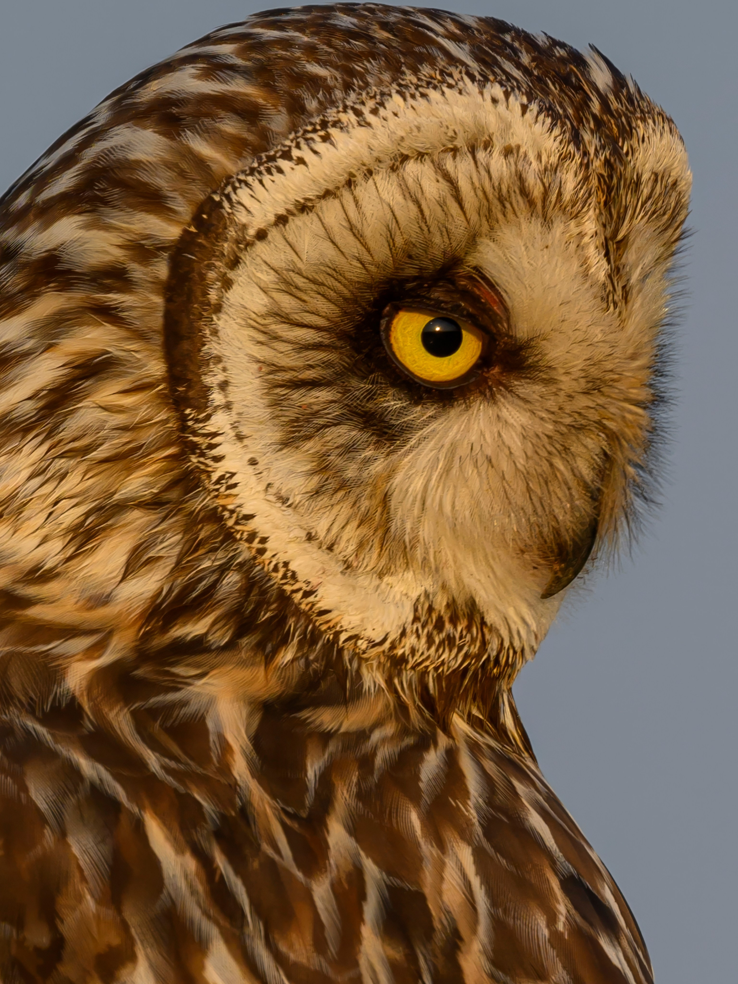 Совы и аисты. Owls and Storks. Wildlife photography by Sergey Puponin