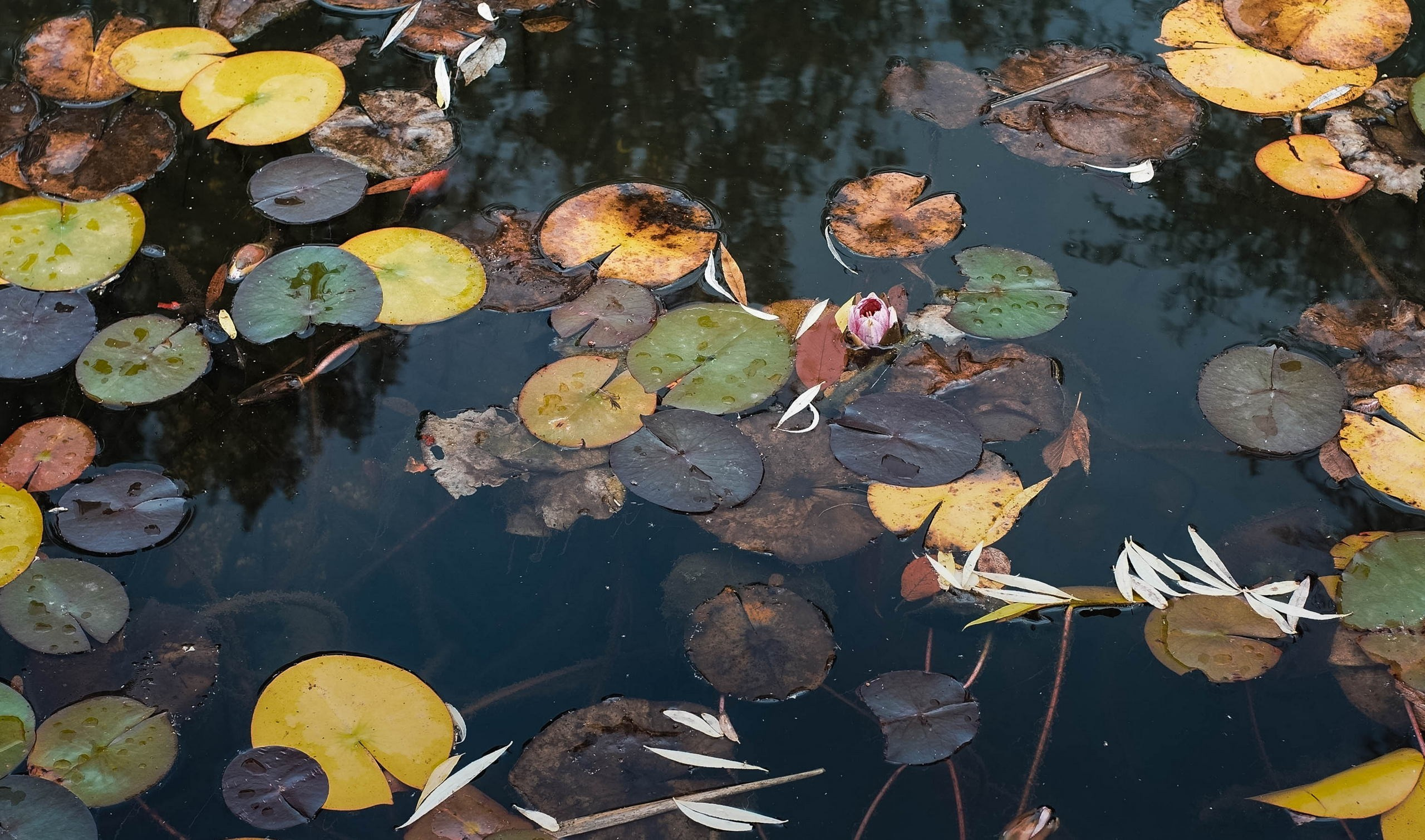 Федор Ратчин — фотограф