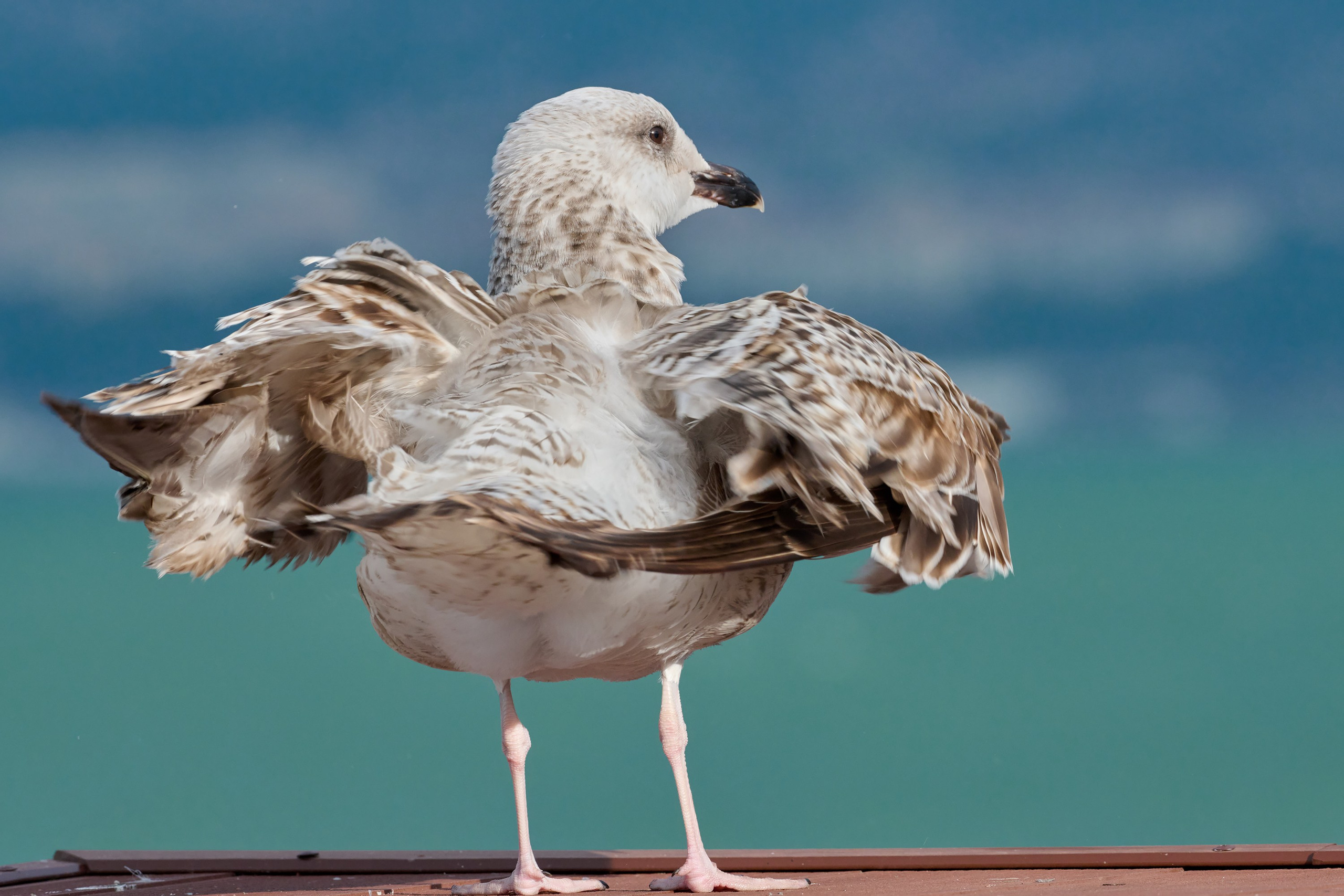 Фотографии животных. Яркие фото на Чёрном море