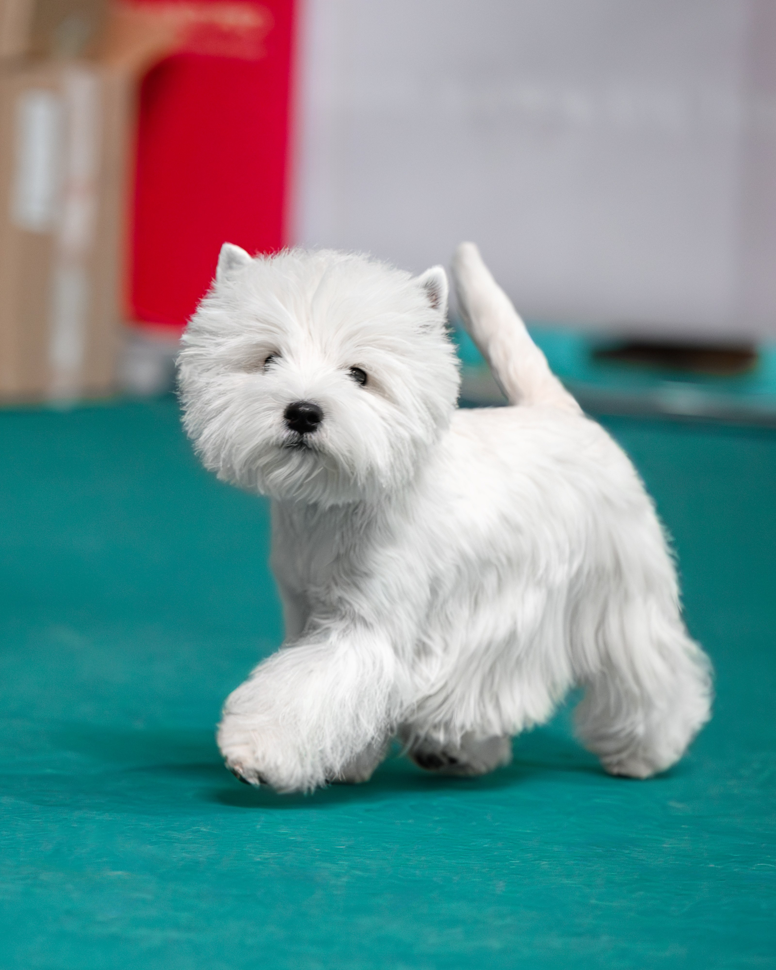 Щенки 14.01.2025. Питомник собак породы вест хайленд вайт терьер в Москве