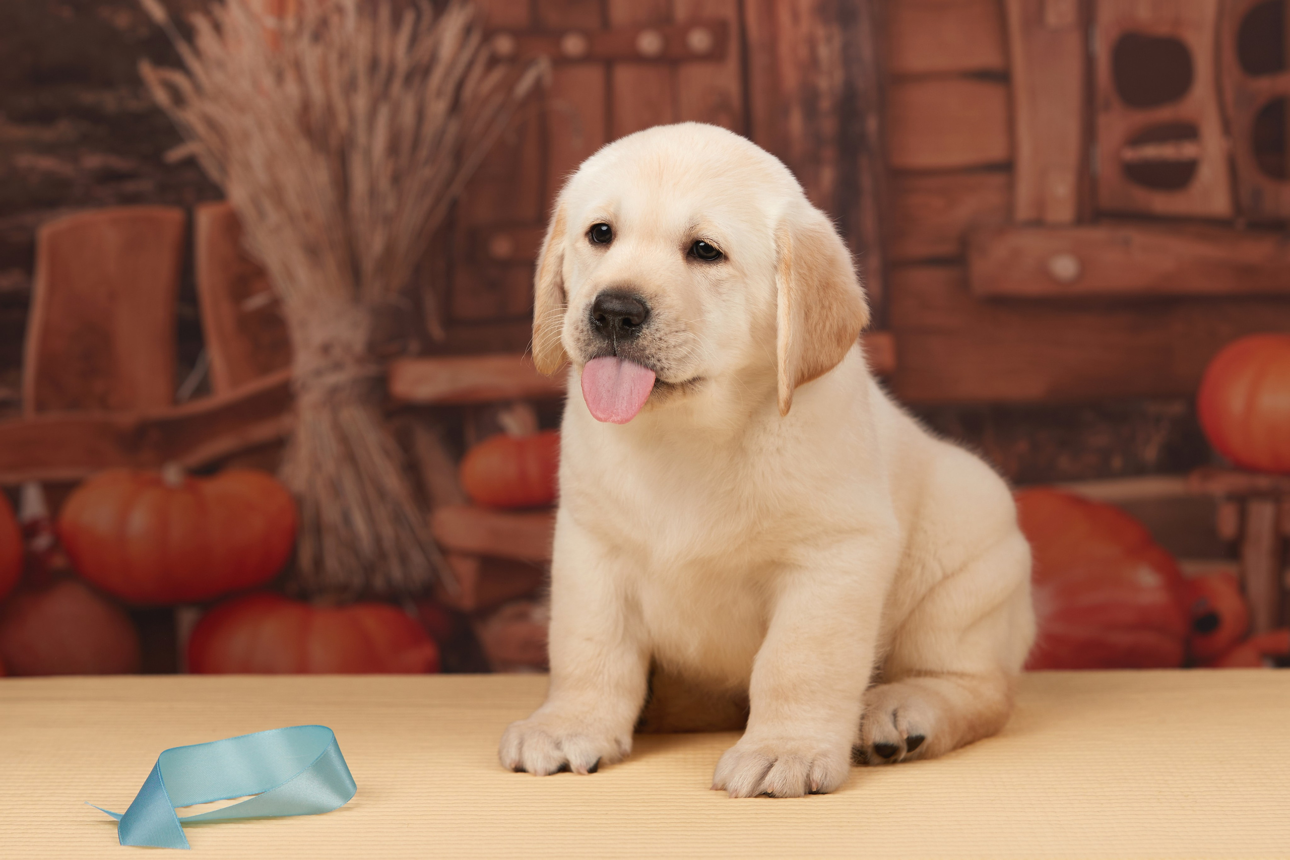 ФОТОСЪЕМКА ЩЕНКОВ НА ДОМУ. ФОТОГРАФ-АНИМАЛИСТ l LANA POLYAKOVA