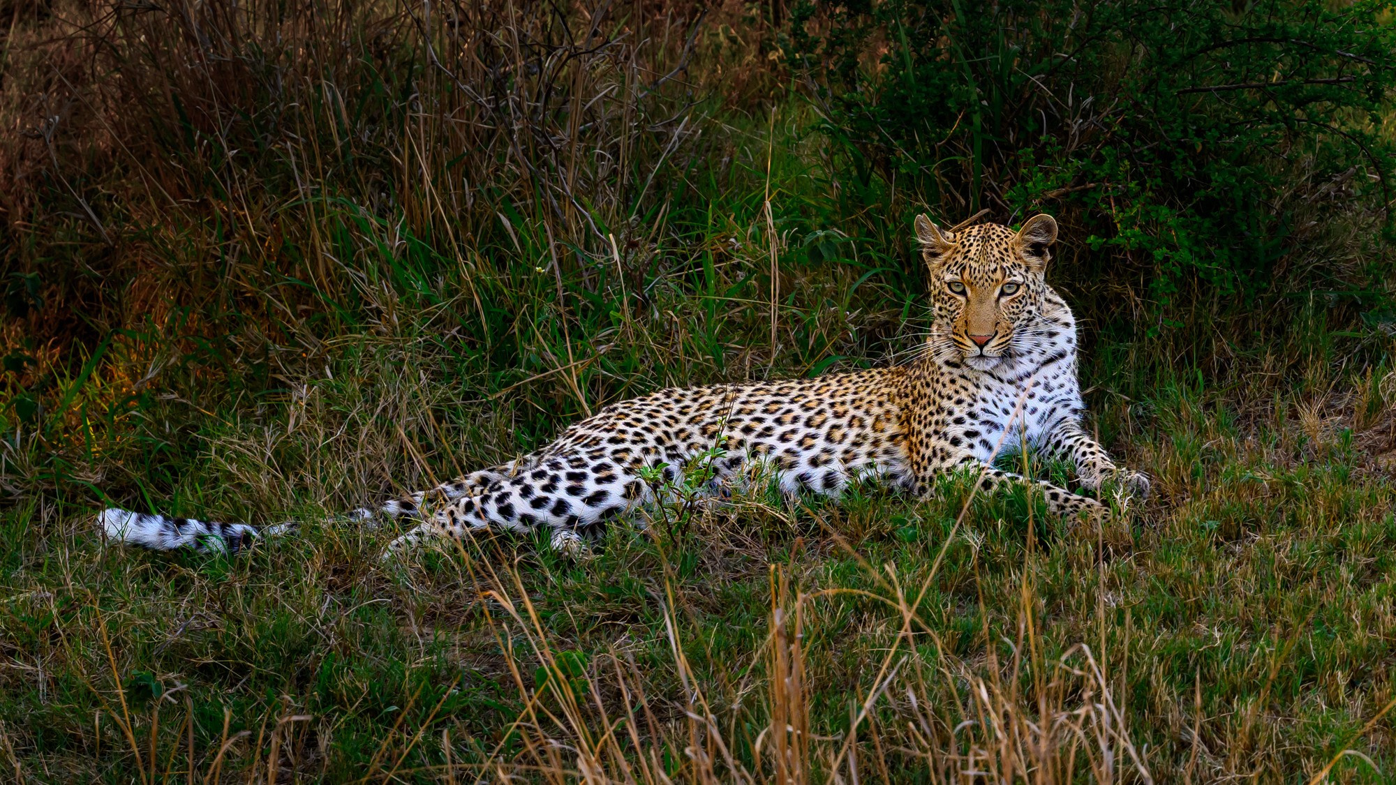 Большие кошки | Big cats. Фотограф Сергей Пупонин