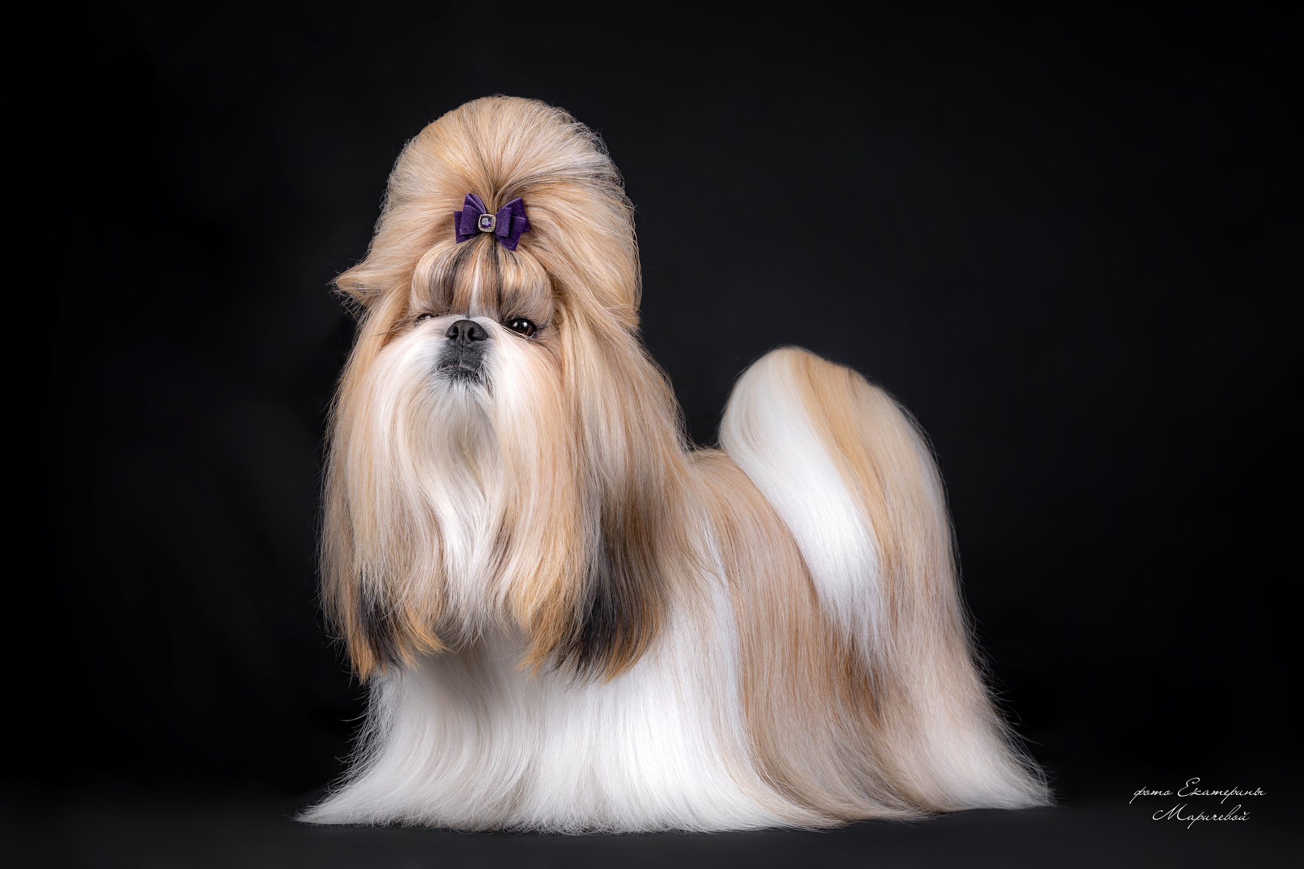 Студийная съёмка на моей территории. Фотограф-анималист в Омске Екатерина Маричева