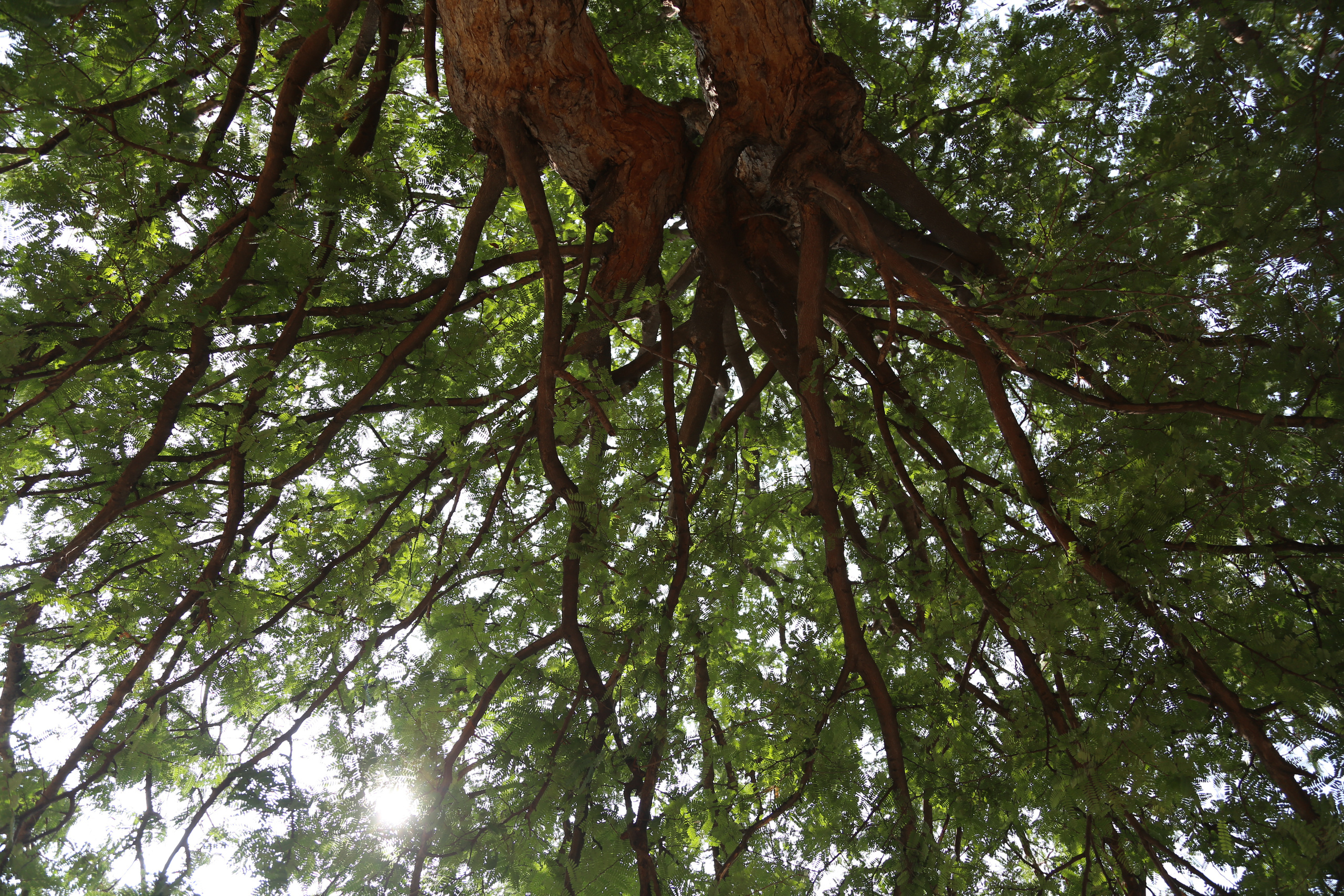 Хампи — деревня посреди руин Виджаянагара. Индия. Фотограф Юля Постнова