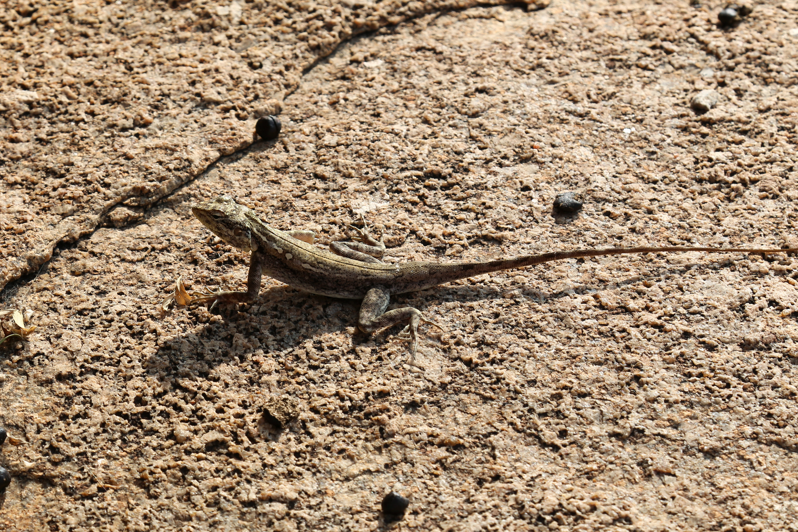 Хампи — деревня посреди руин Виджаянагара. Индия. Фотограф Юля Постнова