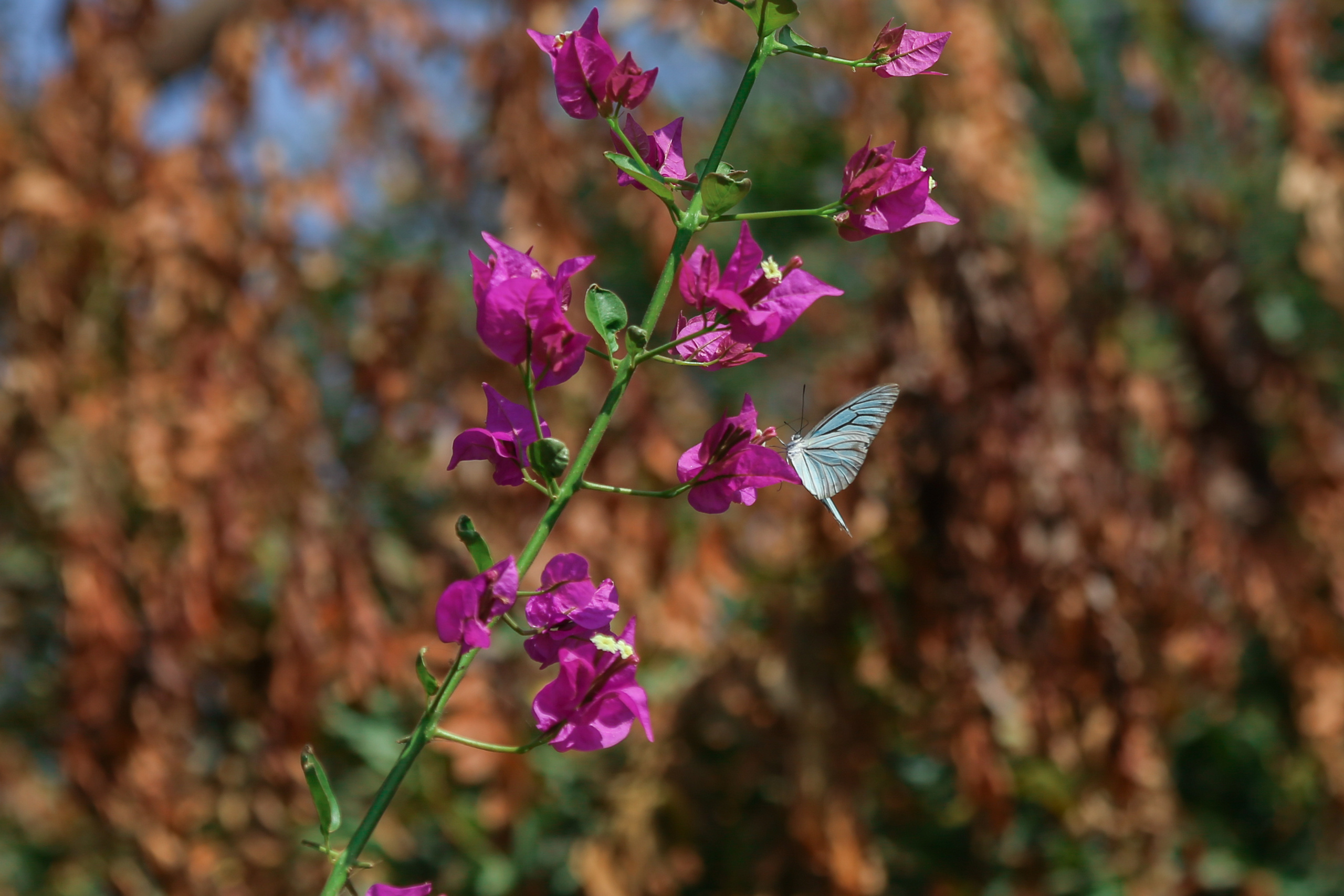 Хампи — деревня посреди руин Виджаянагара. Индия. Фотограф Юля Постнова