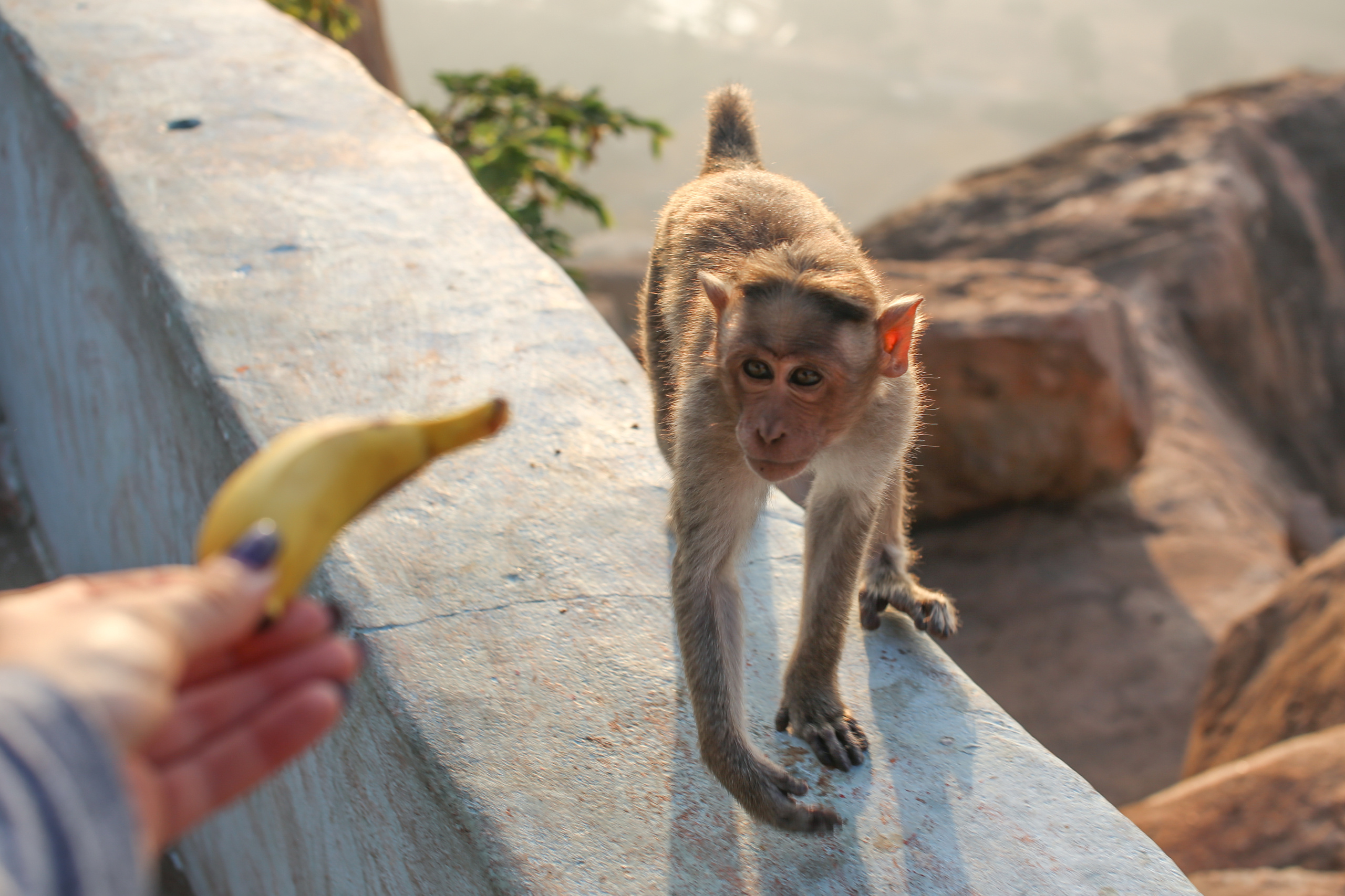 Хампи — деревня посреди руин Виджаянагара. Индия. Фотограф Юля Постнова