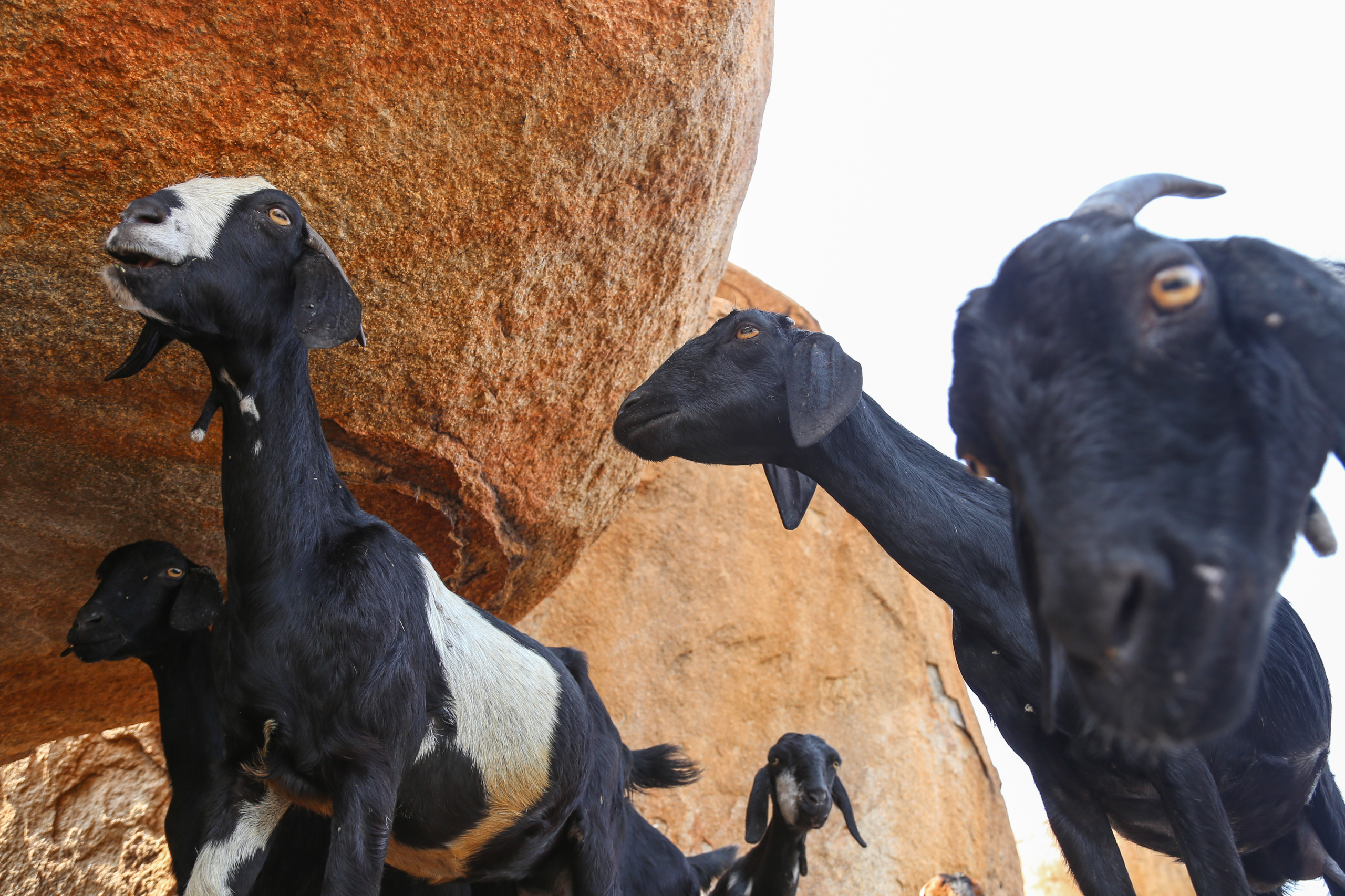 Хампи — деревня посреди руин Виджаянагара. Индия. Фотограф Юля Постнова
