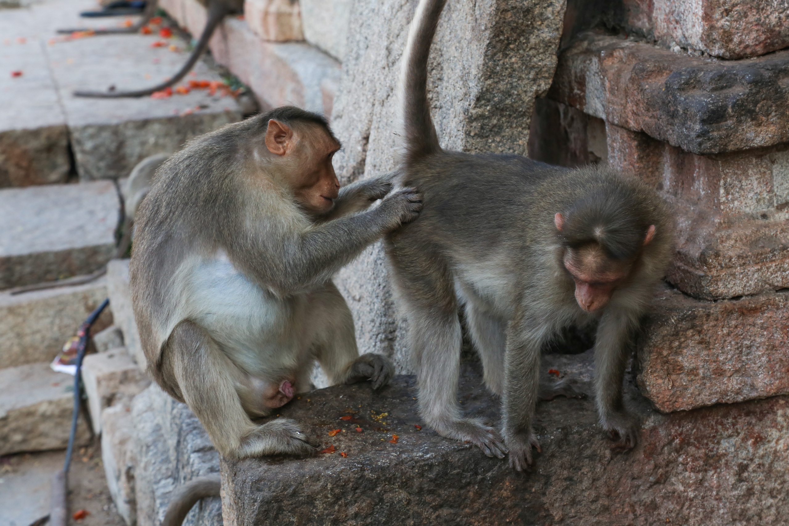 Хампи — деревня посреди руин Виджаянагара. Индия. Фотограф Юля Постнова