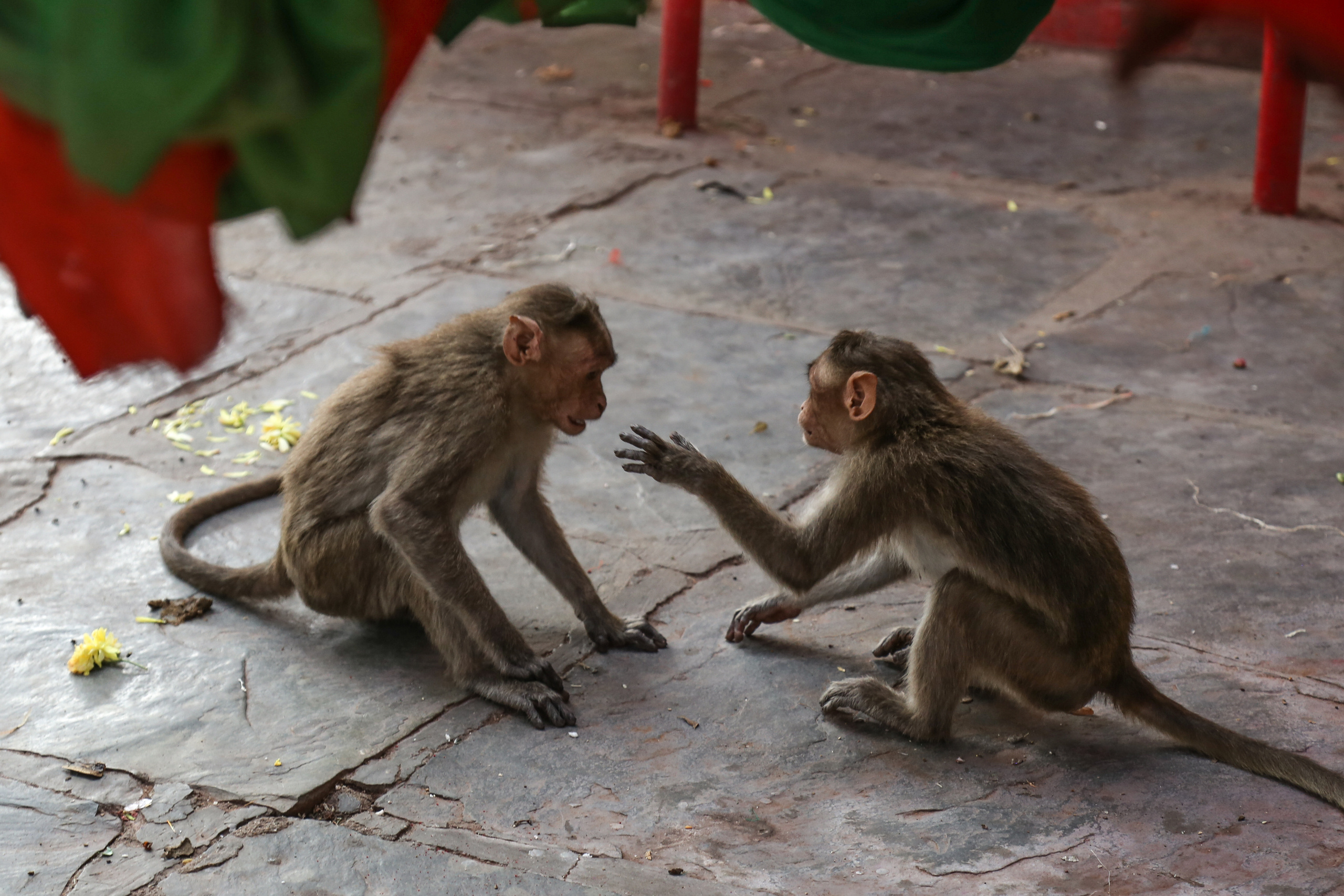 Хампи — деревня посреди руин Виджаянагара. Индия. Фотограф Юля Постнова