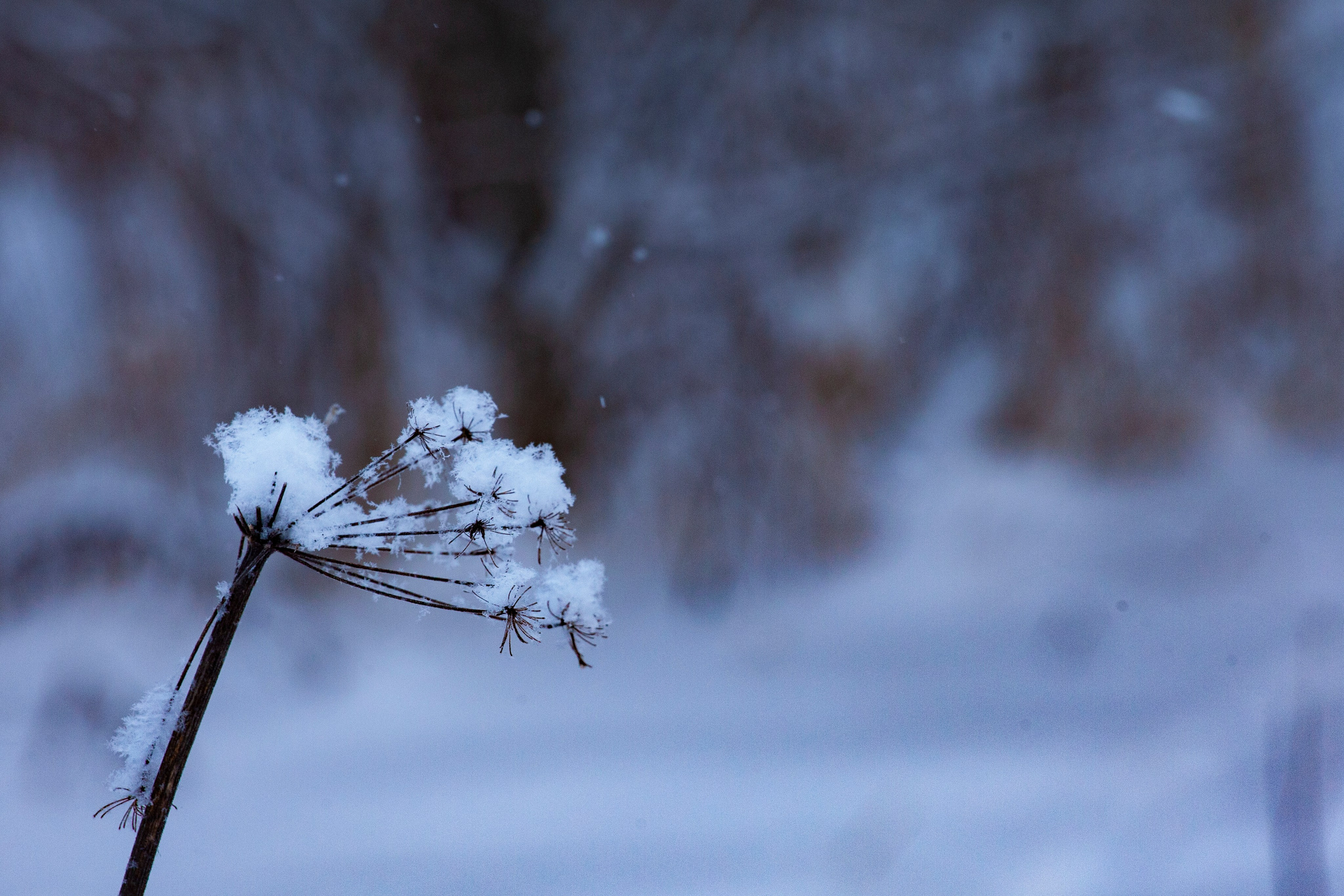 Фотопроект «Зима продолжается». Свадьбы, портретная, предметная съемка. Фотограф Александр К