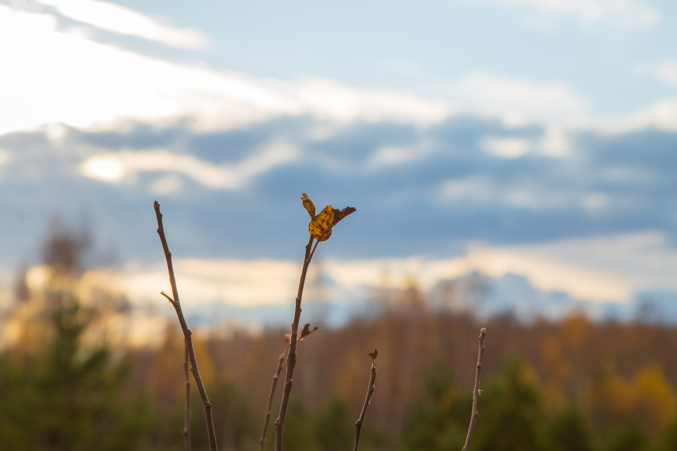 ТВОРЧЕСТВО. Творческая студия АЛНИфото