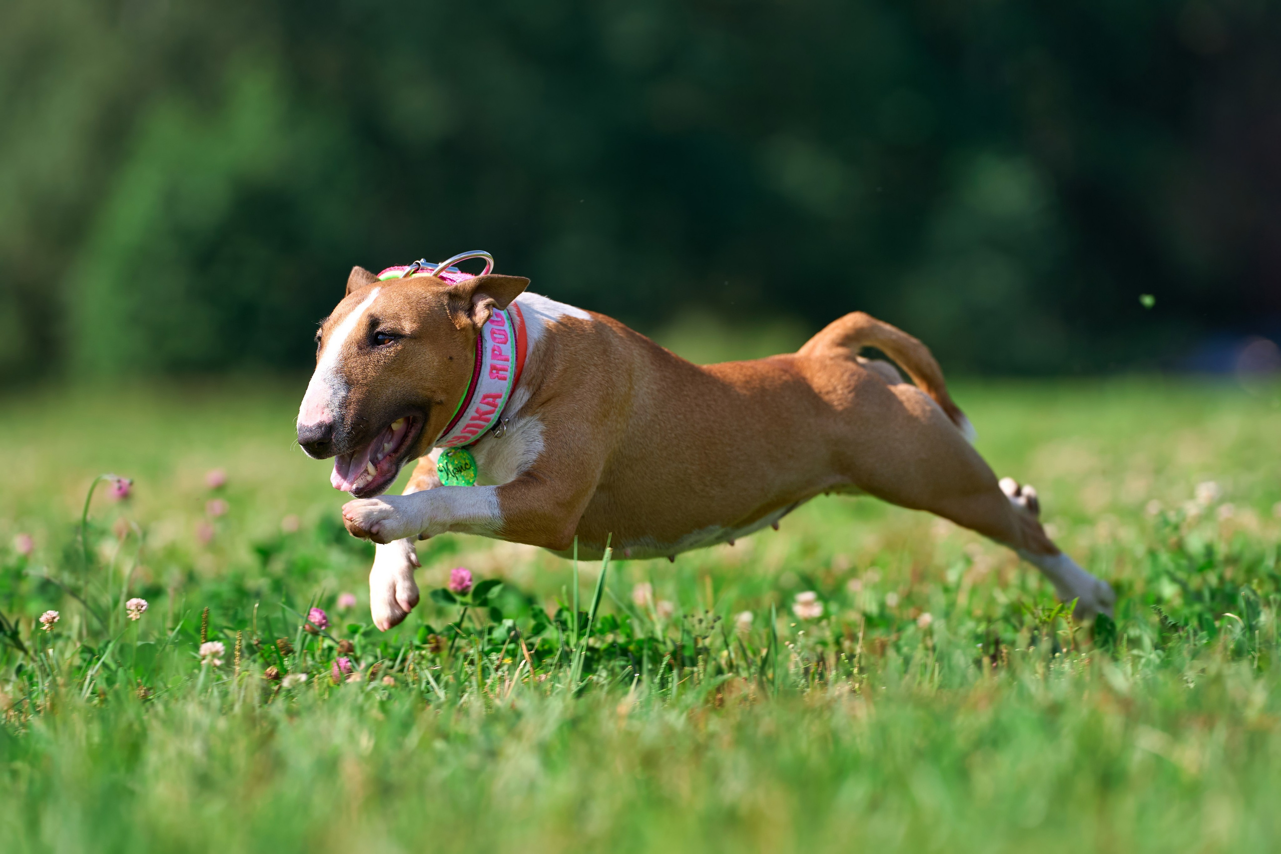 Тренировка в Донино. Фотограф-анималист Михаил Манухин