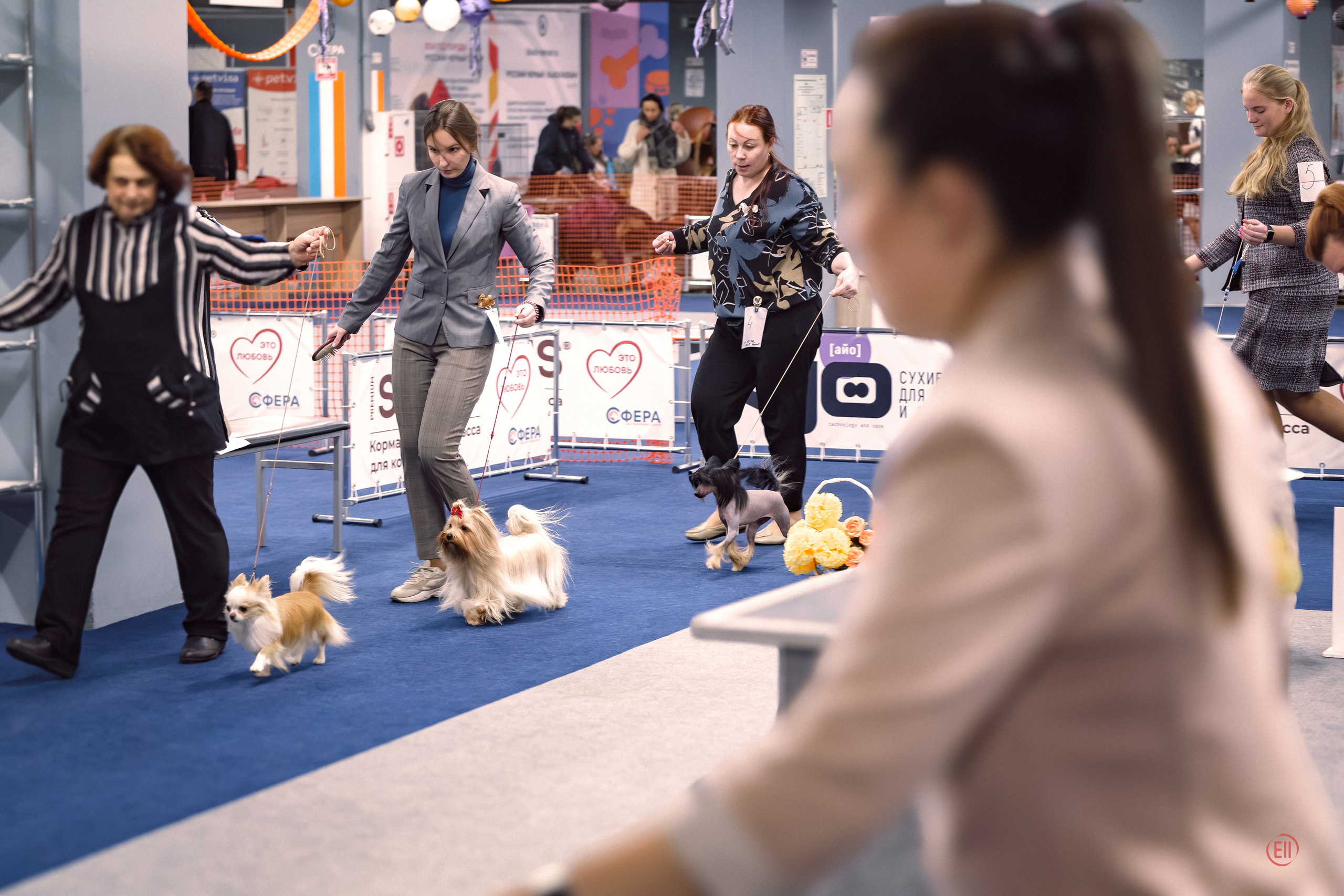 Poale Ell Victoriya — Junior Champion of Russia!. Chinese Crested Dog Kennel Poale Ell