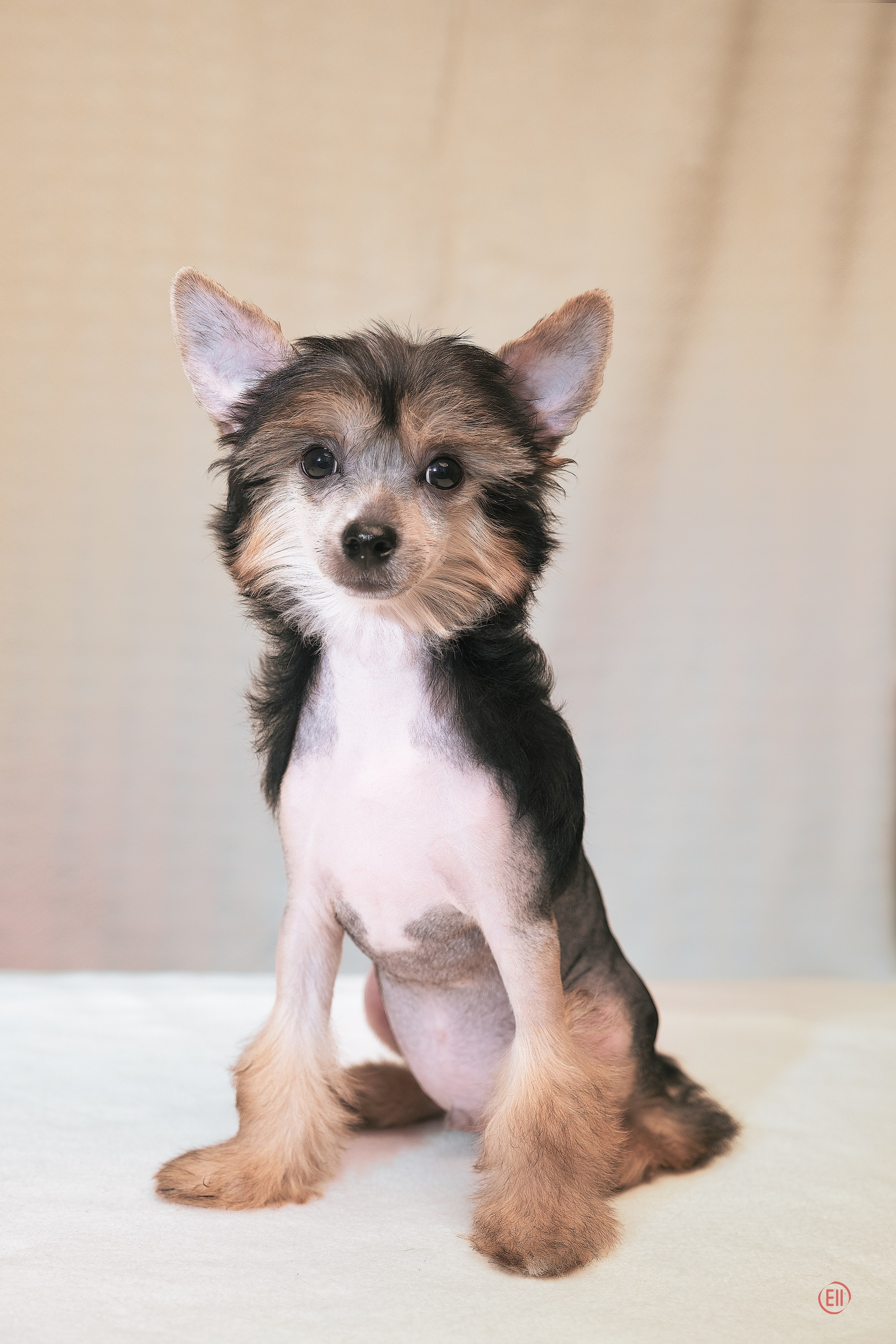 First photo session of the litter “F” of the Laisan Island kennel. Chinese Crested Dog Kennel Poale Ell