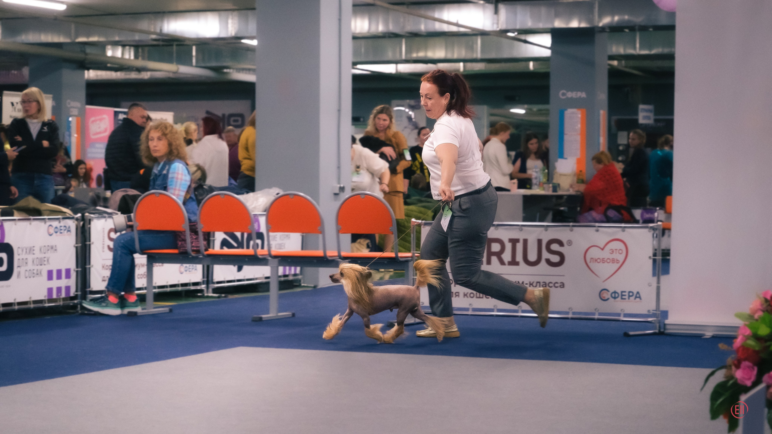 Moscow, Exhibition of the ROO KK “Planet of Dogs”. Exhibition Center “Sfera”. Chinese Crested Dog Kennel Poale Ell