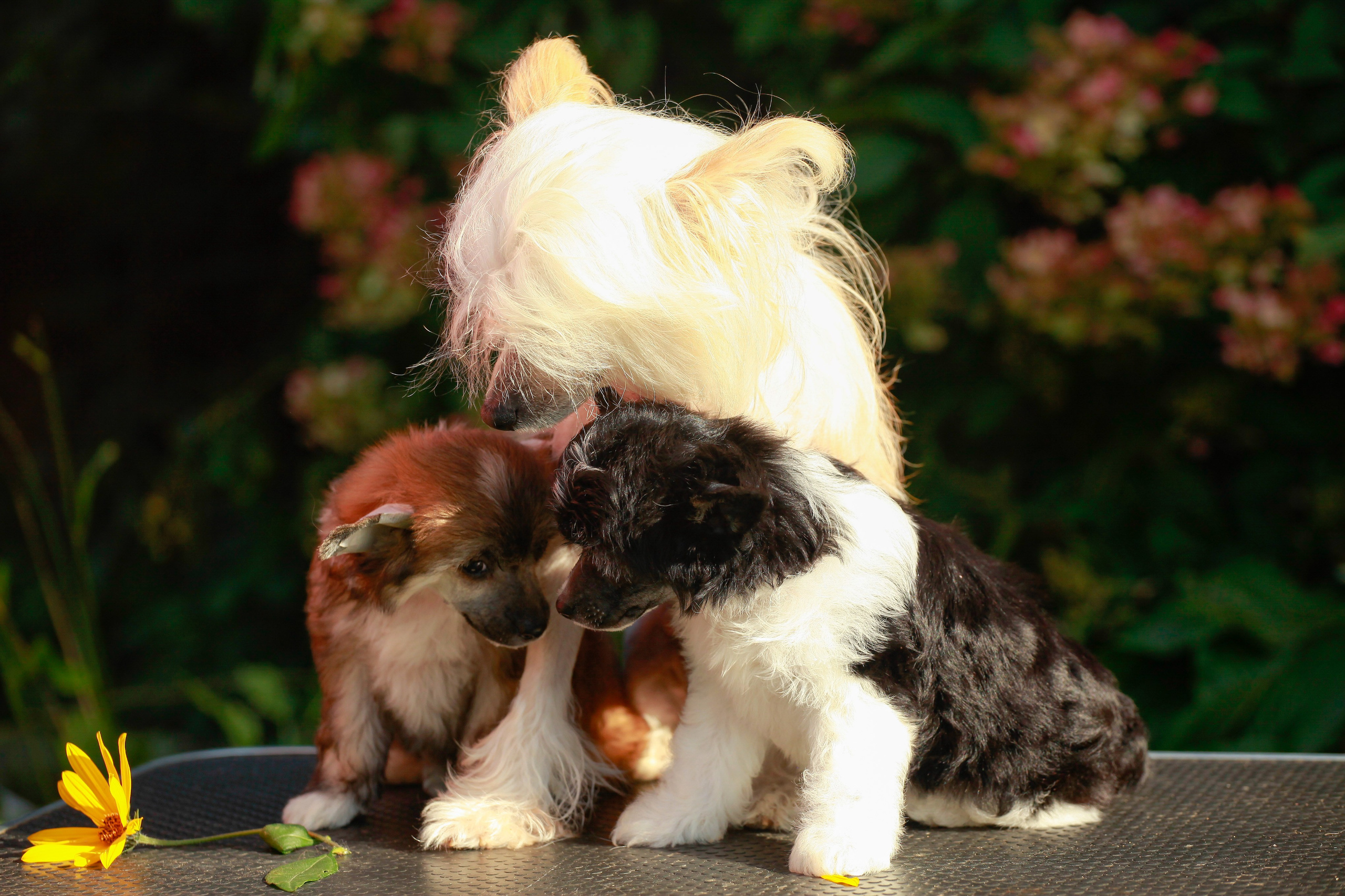 Poale Ell Chester Becomes a Dad for the First Time. Chinese Crested Dog Kennel Poale Ell