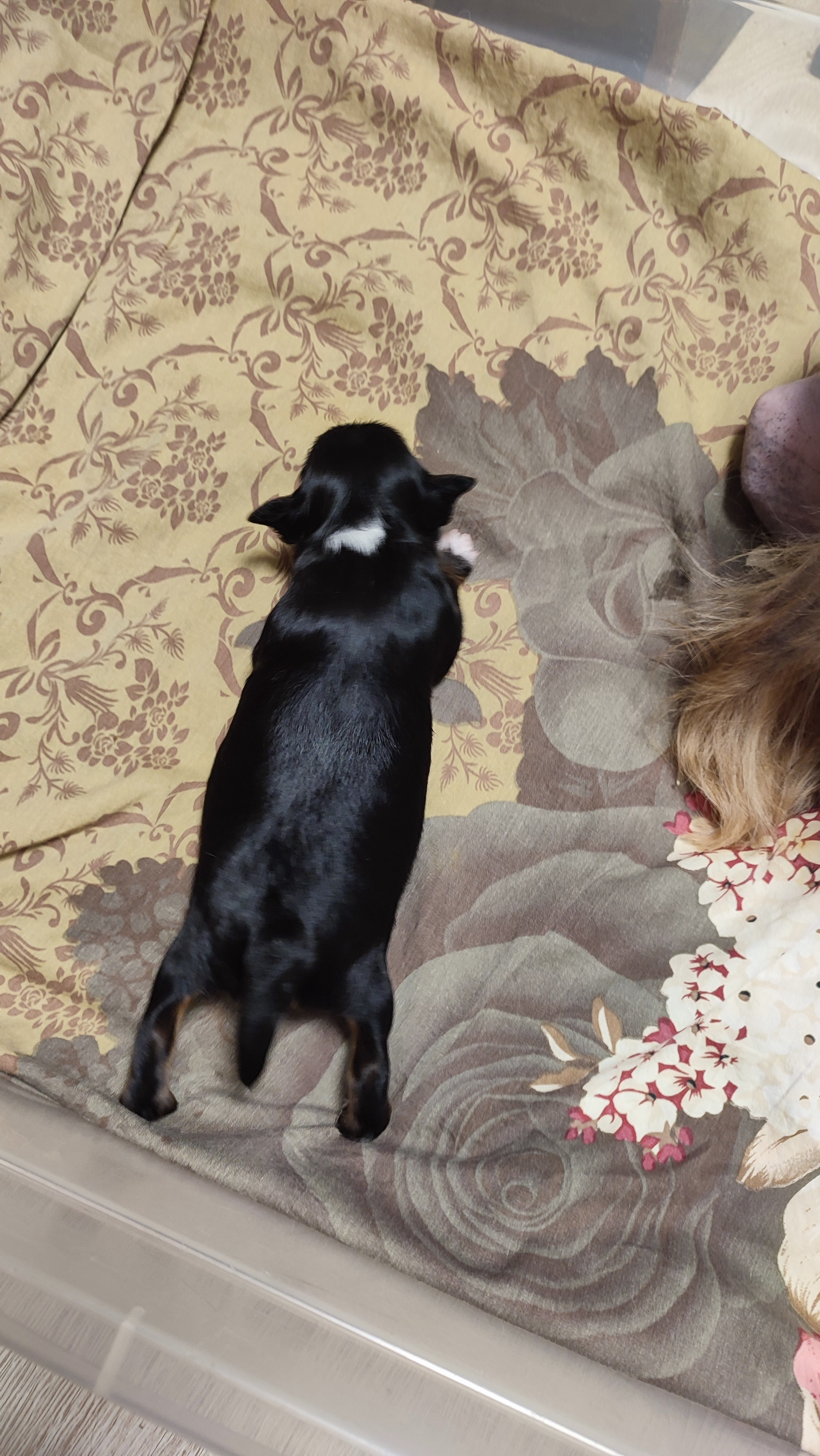 😊💋 Мы открыли глазки. Питомник китайских хохлатых собак Poale Ell: купить щенка