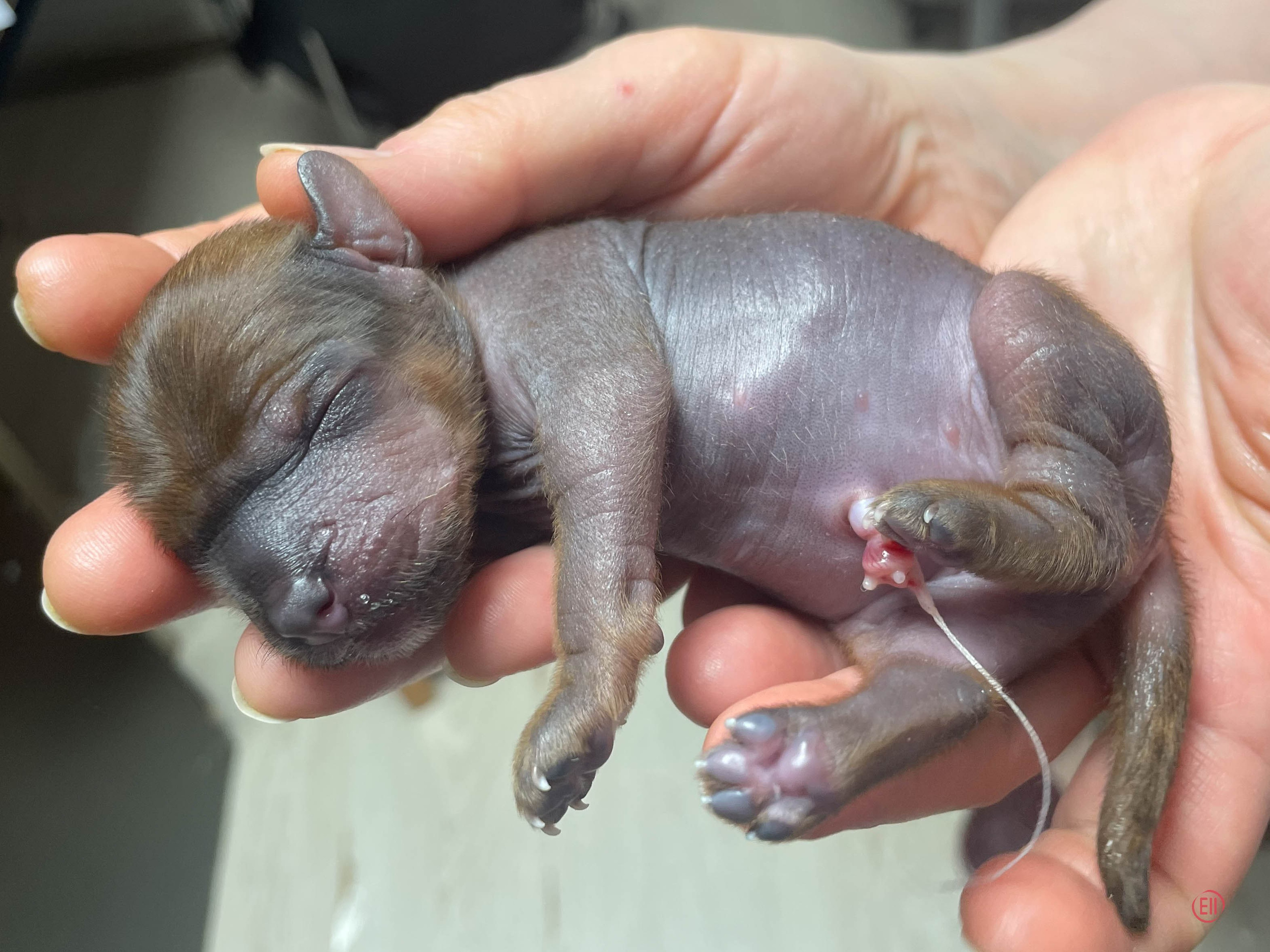 День рождения. Голая девочка.