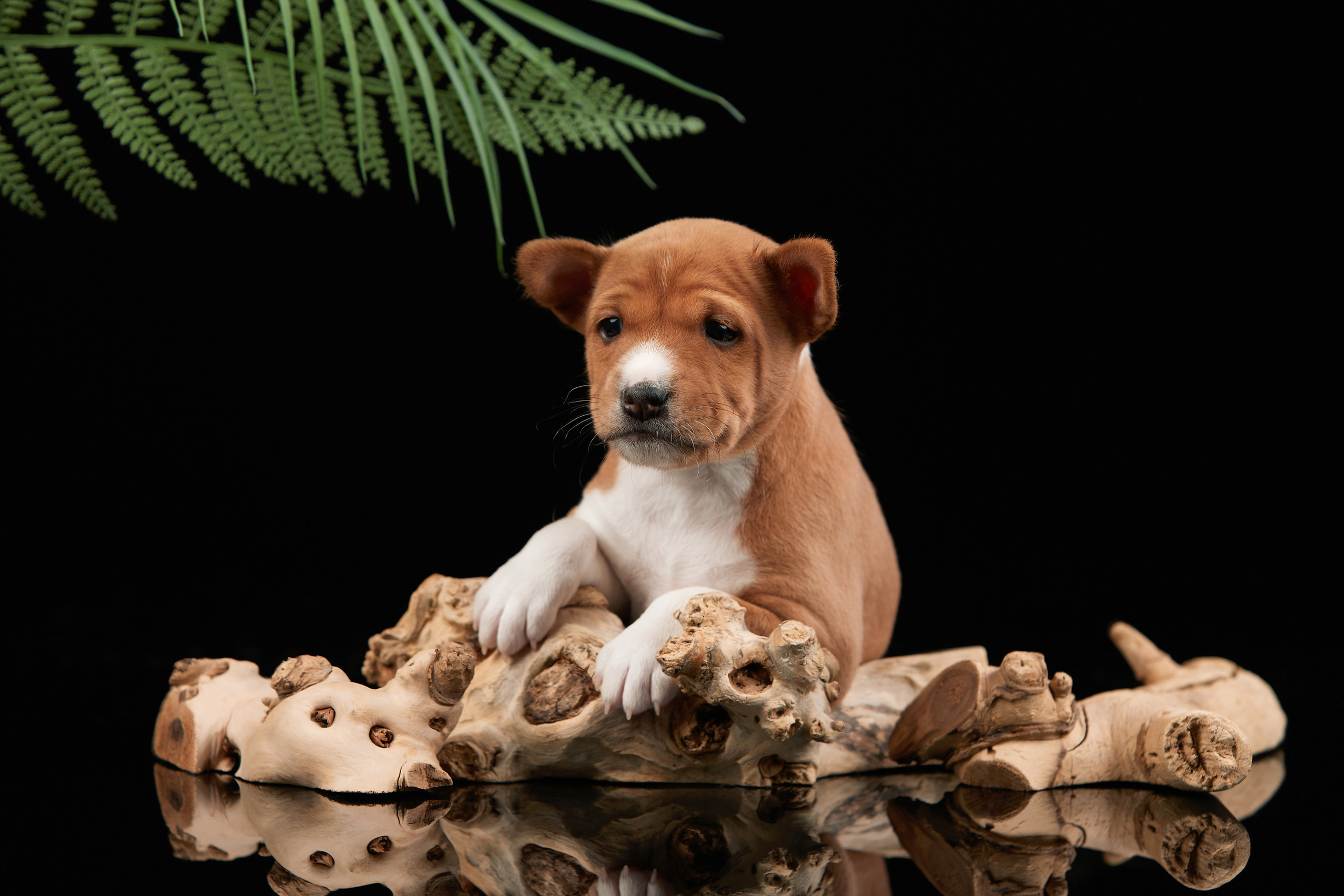 Съемка щенков на дому в Санкт-Петербурге, басенджи