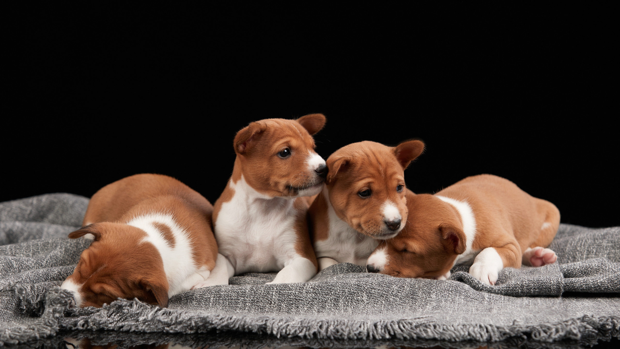 Съемка щенков на дому в Санкт-Петербурге, басенджи