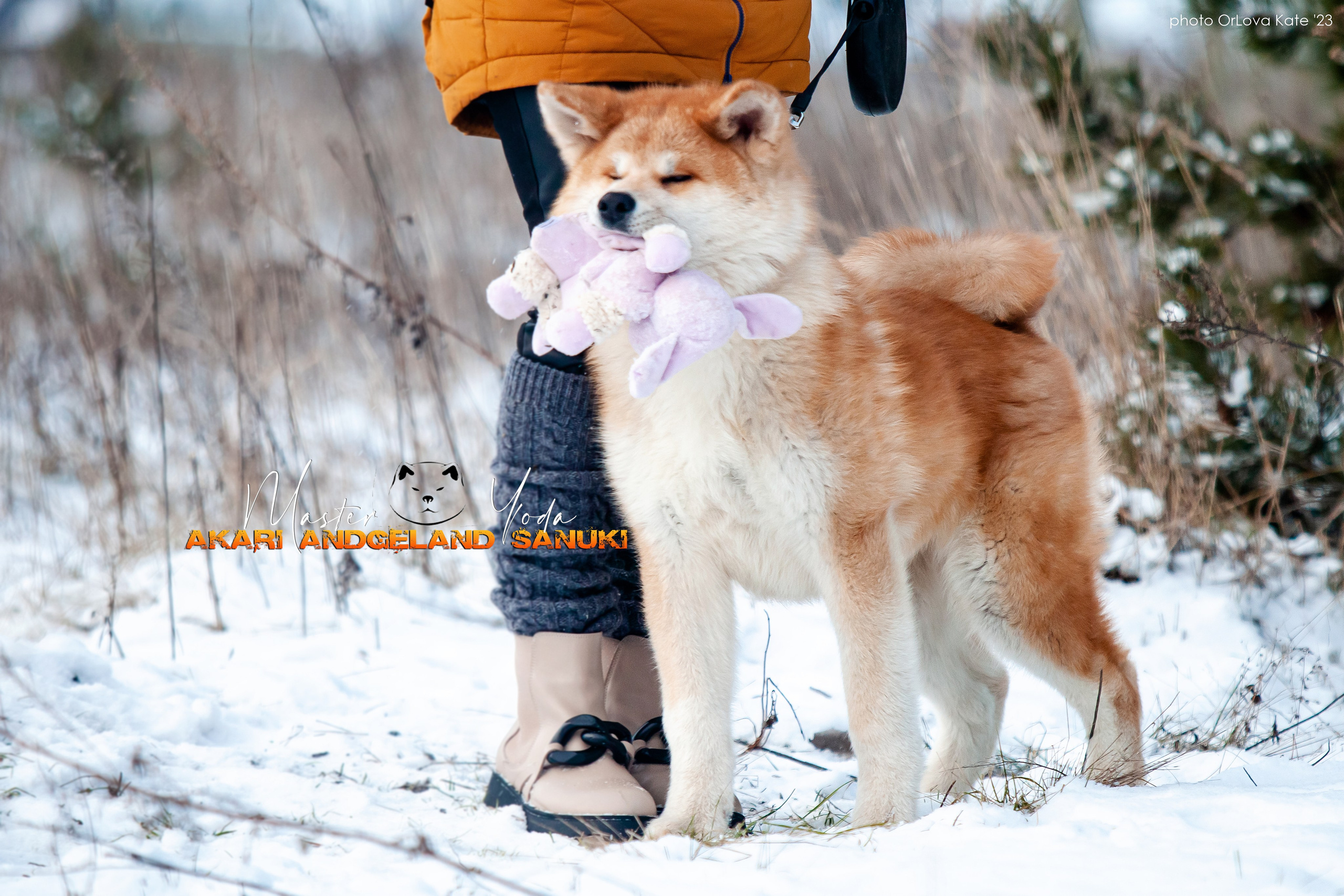 Собаки питомника Bueno Pardo. Питомник собак Акита, Хаски, Корги