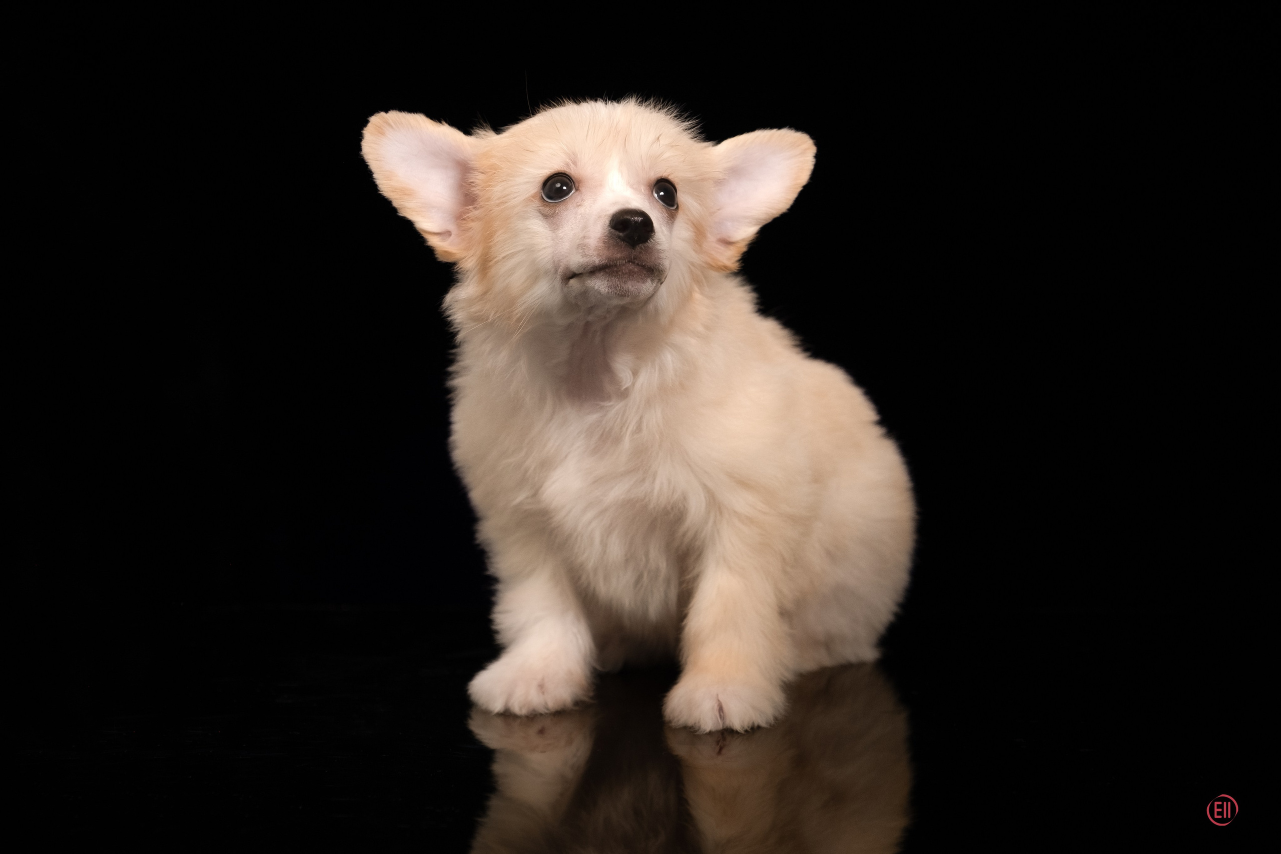 Poale Ell Ermak. Poale Ell Chinese Crested Dog Kennel: Buy a puppy from the kennel