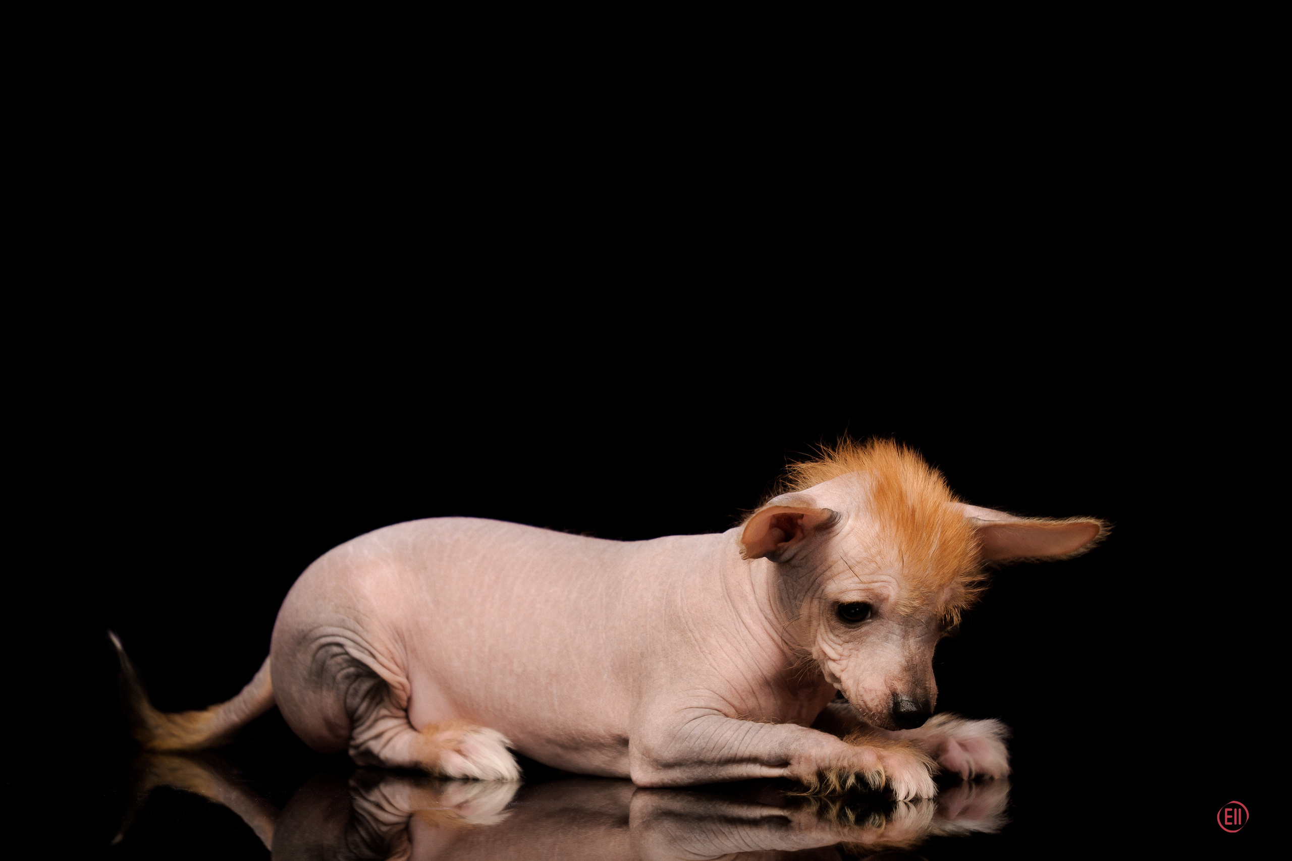 Poale Ell Eva. Poale Ell Chinese Crested Dog Kennel: Buy a puppy from the kennel