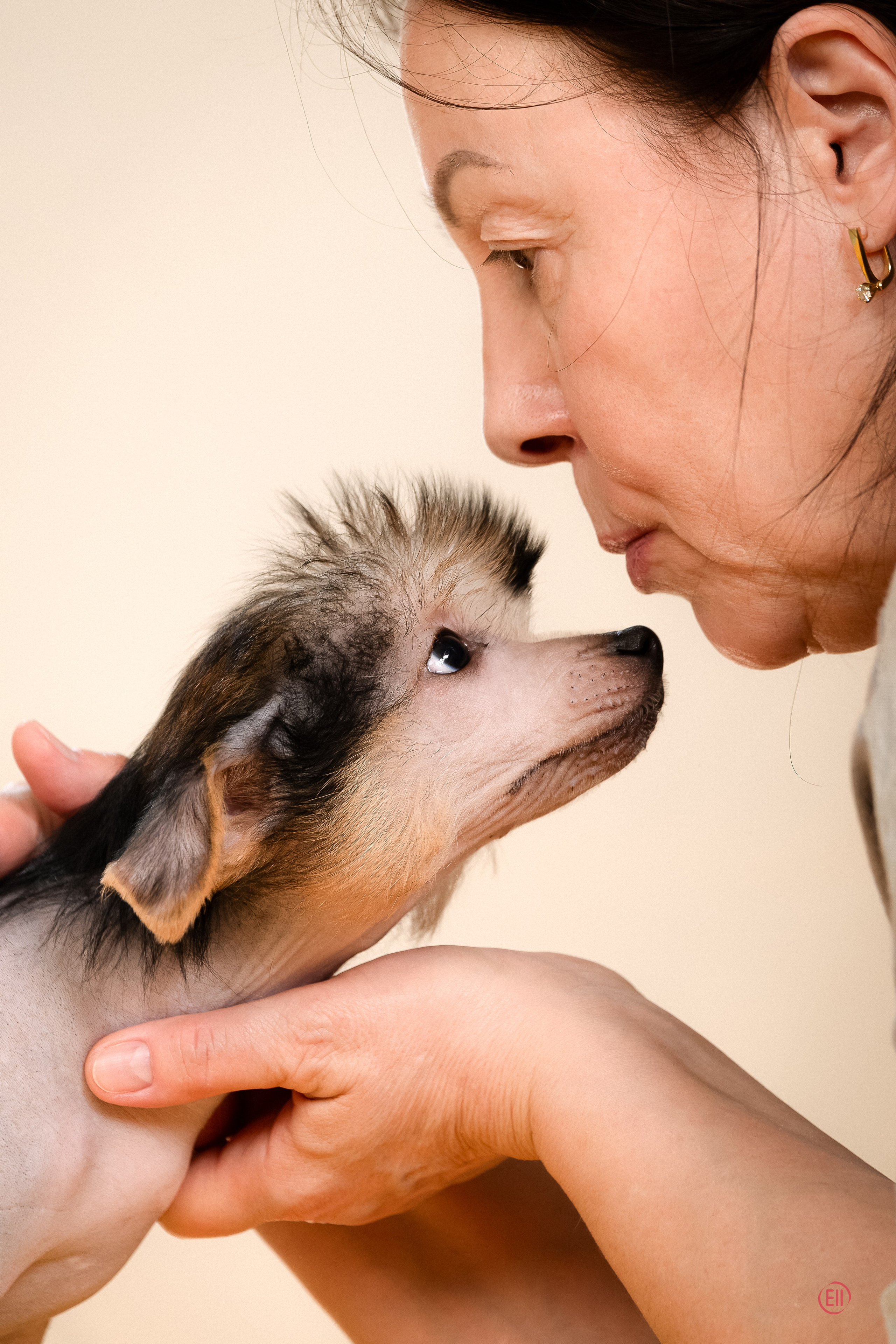 Poale Ell Zhan. Poale Ell Chinese Crested Dog Kennel: Buy a puppy from the kennel