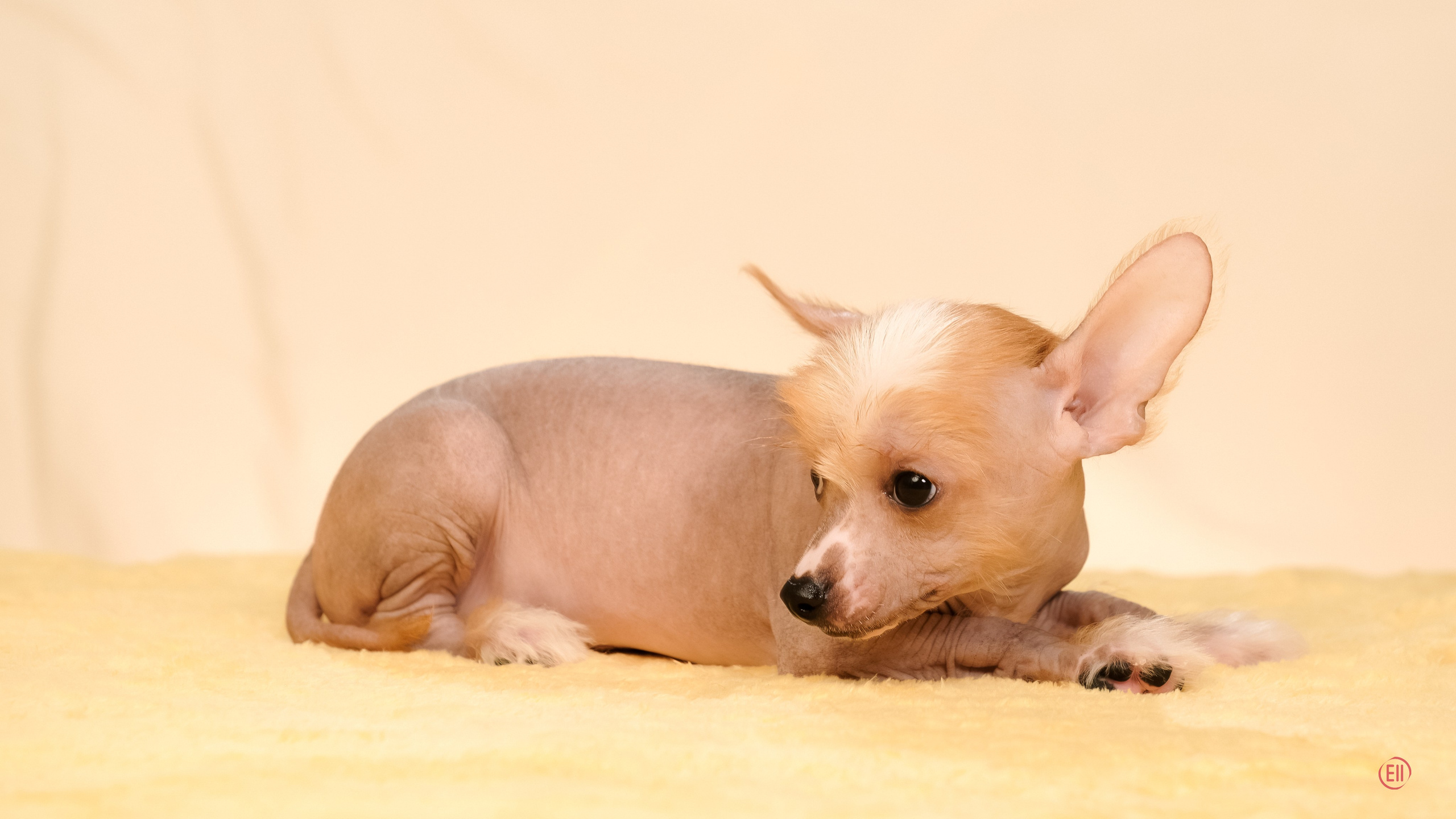 Poale Ell Evsei. Poale Ell Chinese Crested Dog Kennel: Buy a puppy from the kennel