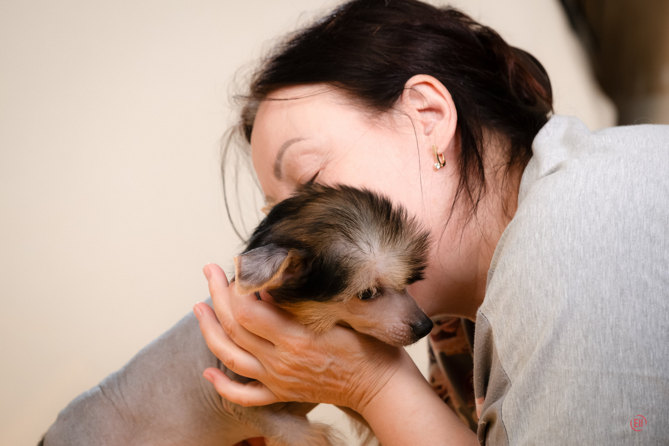 Poale Ell Zhan. Poale Ell Chinese Crested Dog Kennel: Buy a puppy from the kennel