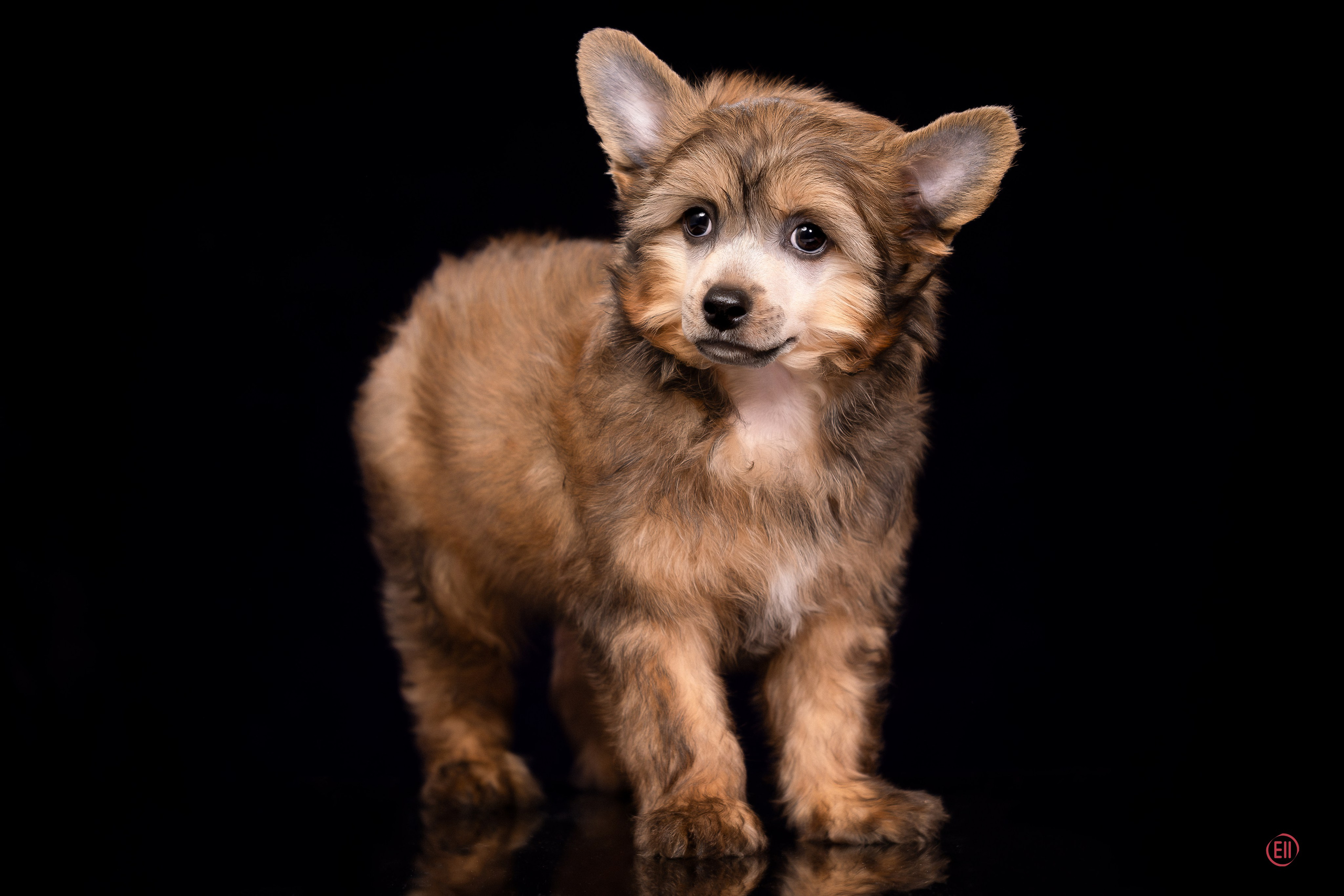 Poale Ell Zhak. Poale Ell Chinese Crested Dog Kennel: Buy a puppy from the kennel