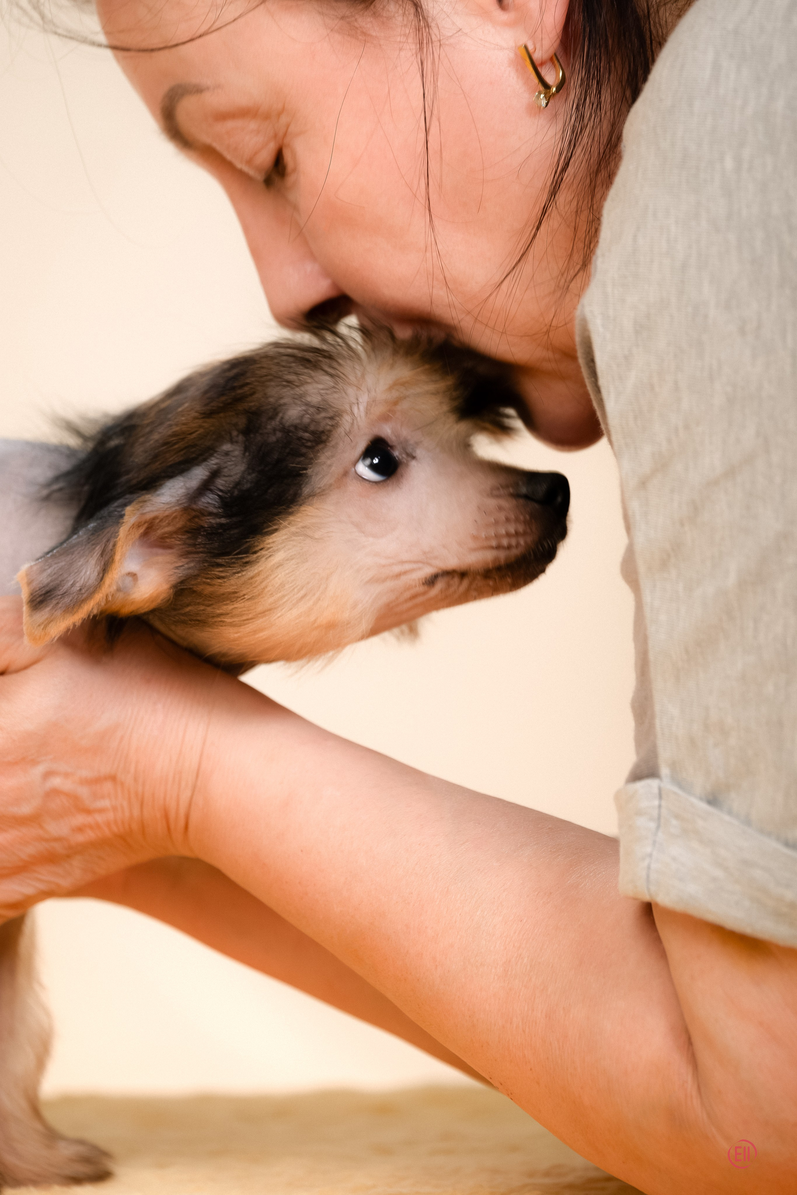 Poale Ell Zhan. Poale Ell Chinese Crested Dog Kennel: Buy a puppy from the kennel