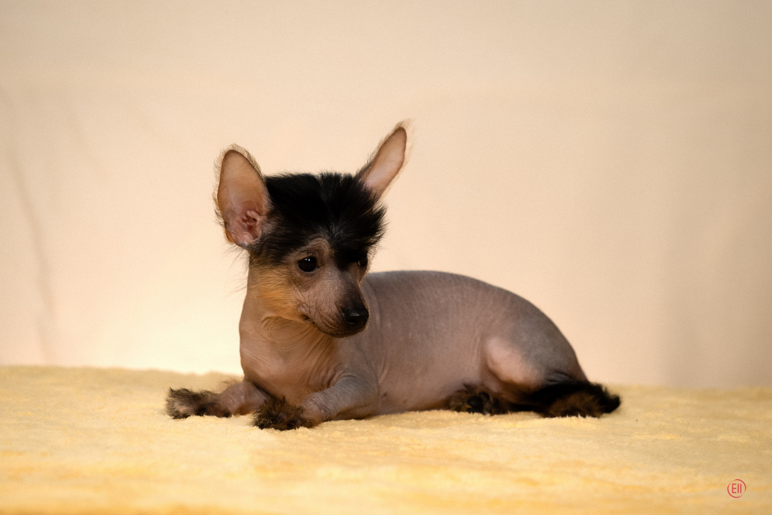 Poale Ell Zhasmin. Poale Ell Chinese Crested Dog Kennel: Buy a puppy from the kennel