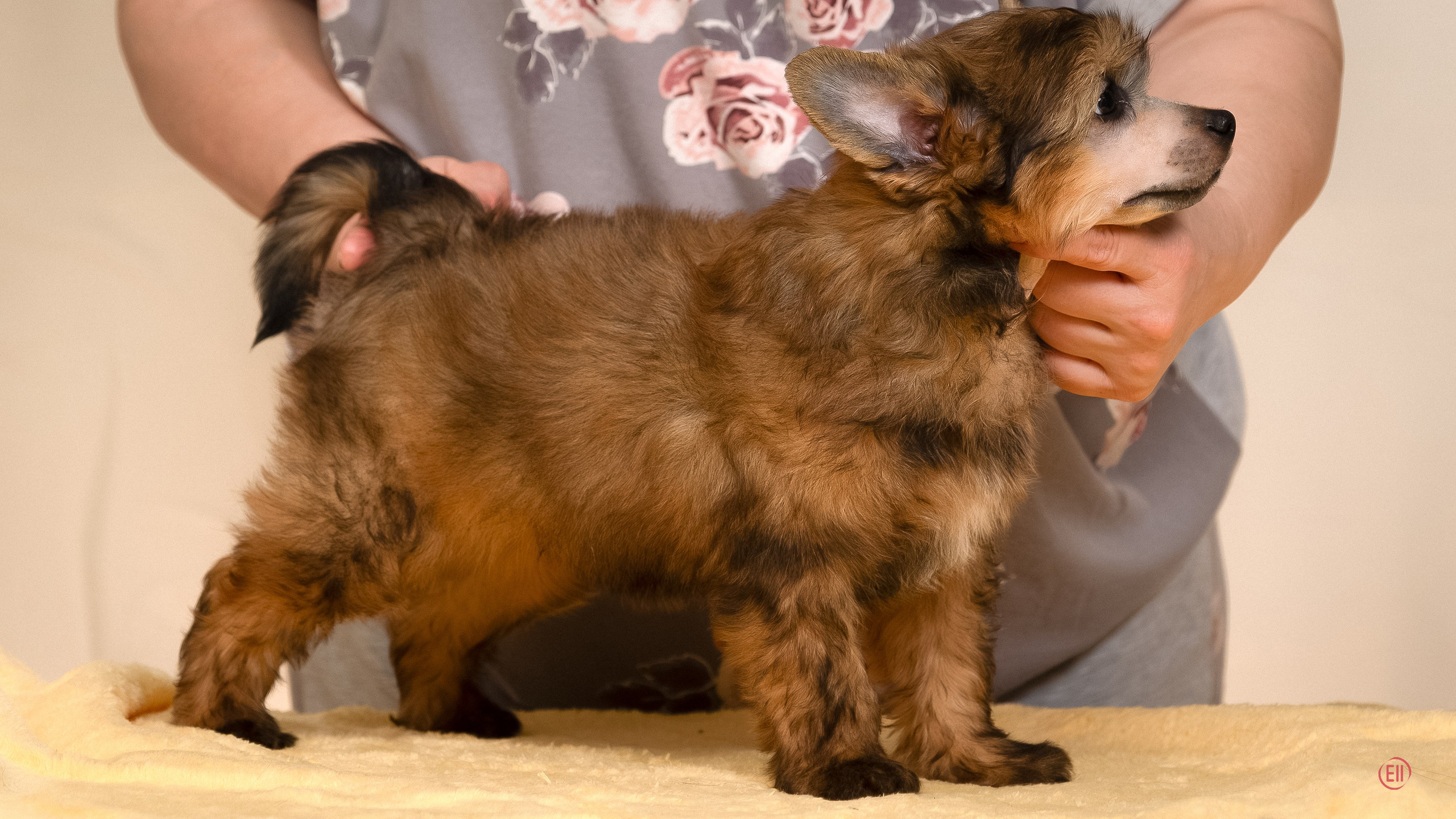 Poale Ell Zhak. Poale Ell Chinese Crested Dog Kennel: Buy a puppy from the kennel