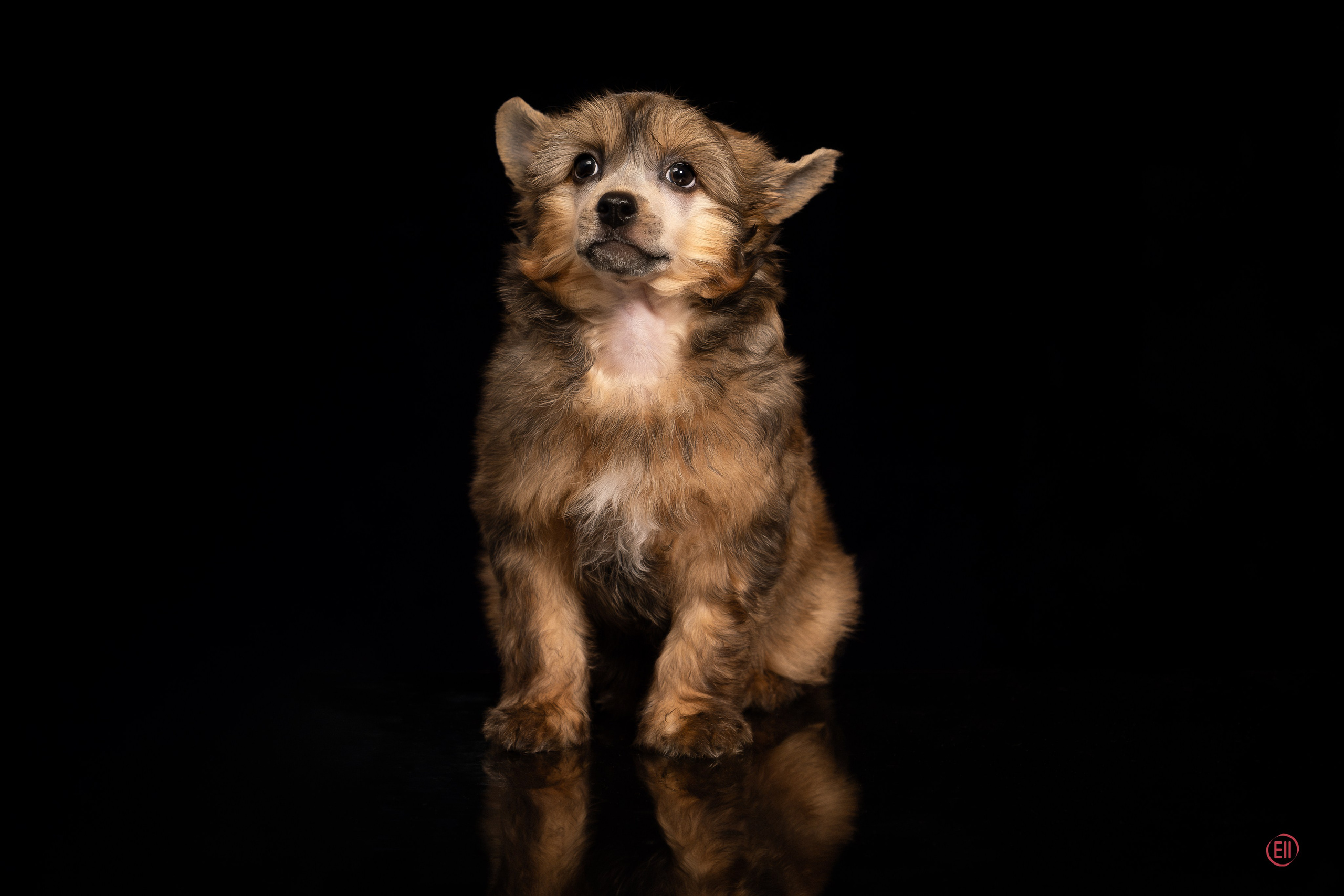 Poale Ell Zhak. Poale Ell Chinese Crested Dog Kennel: Buy a puppy from the kennel